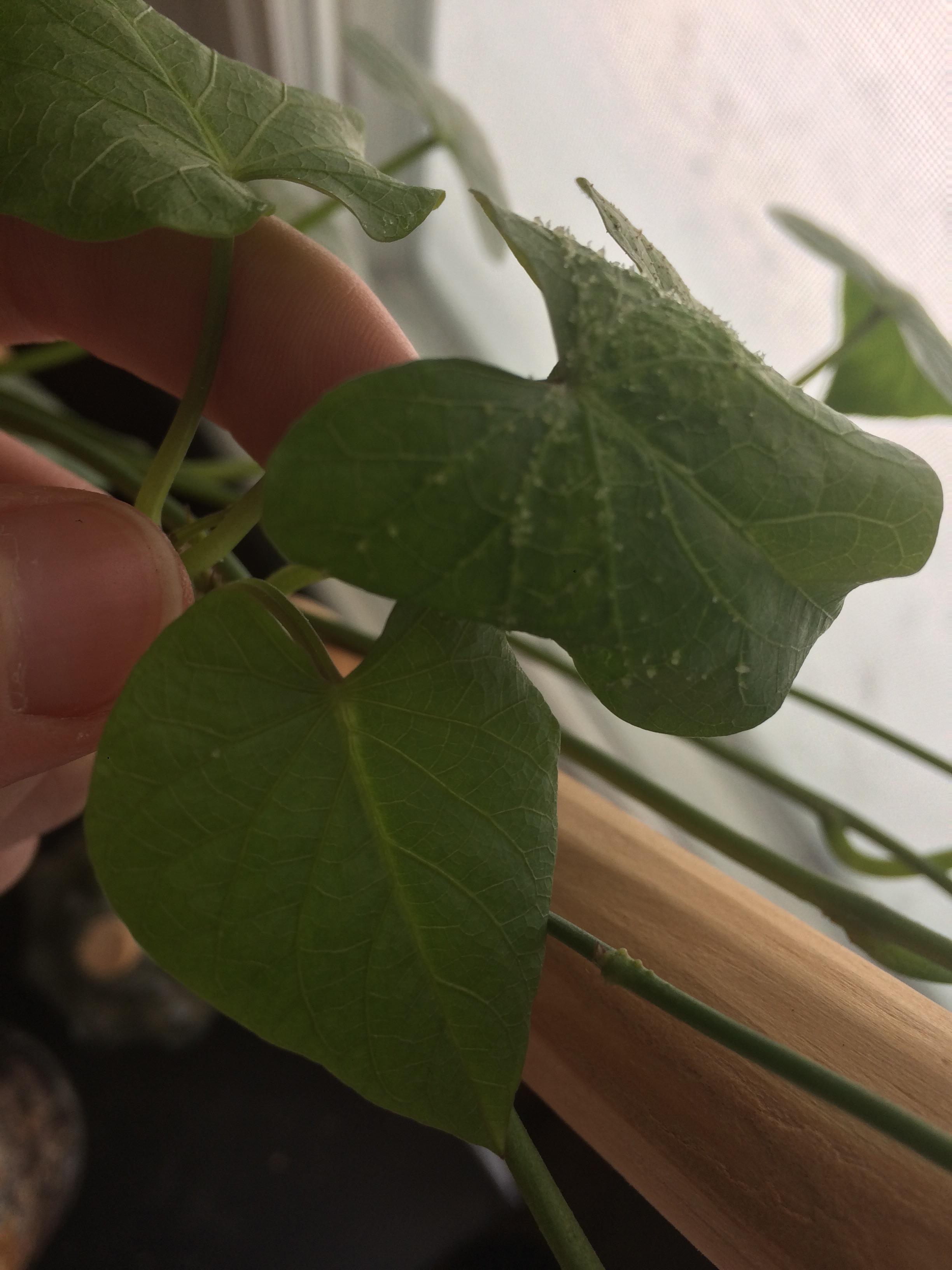 Some of my sweet potato leafs develop weird raised spots that look like