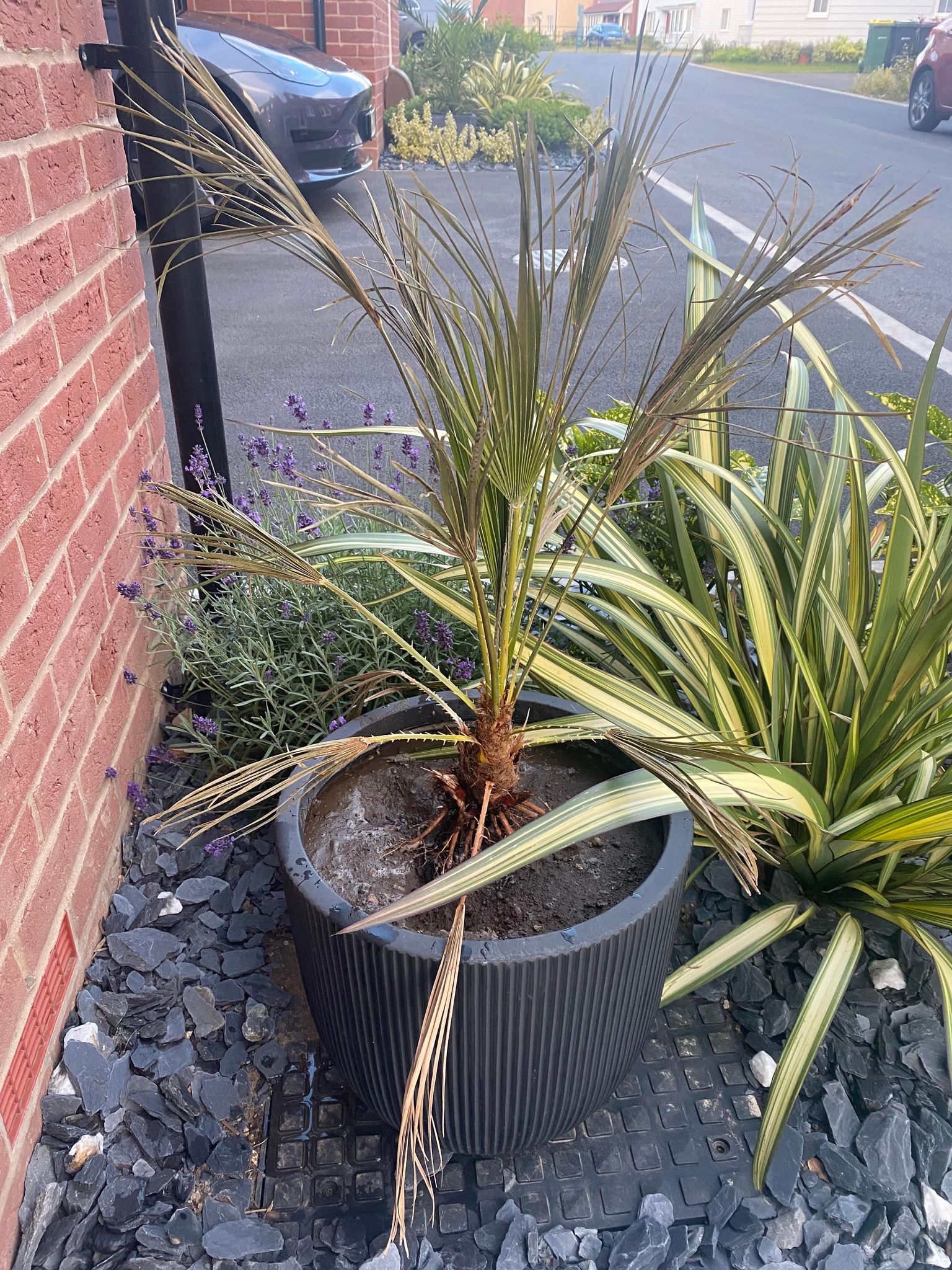Help bring my palm tree (?) back to life r/GardeningUK