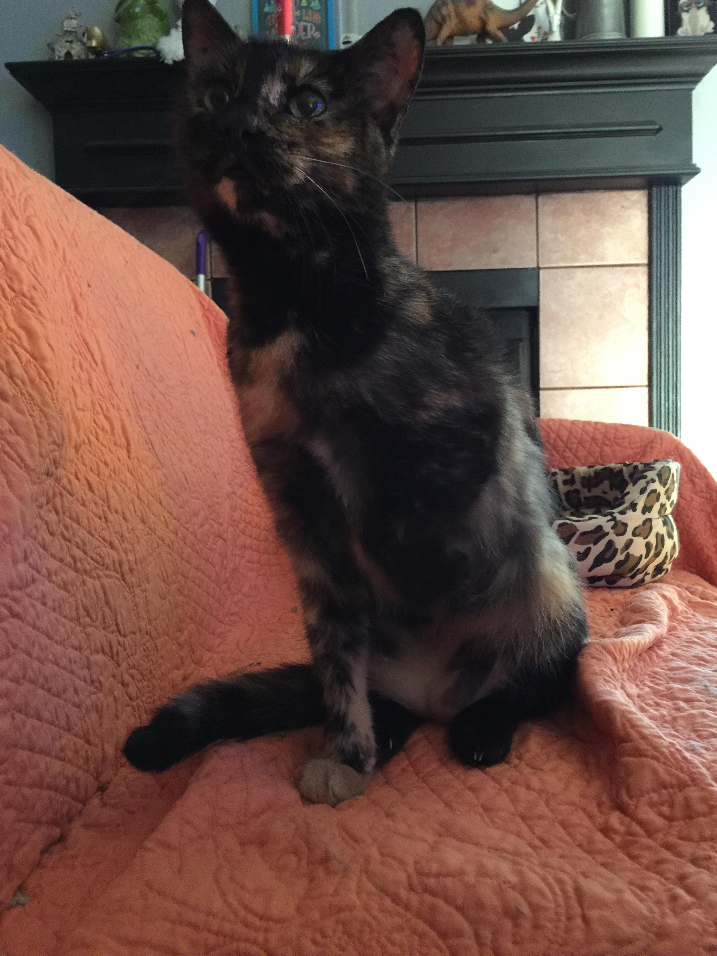 She holds her paw up for attention r/catpictures