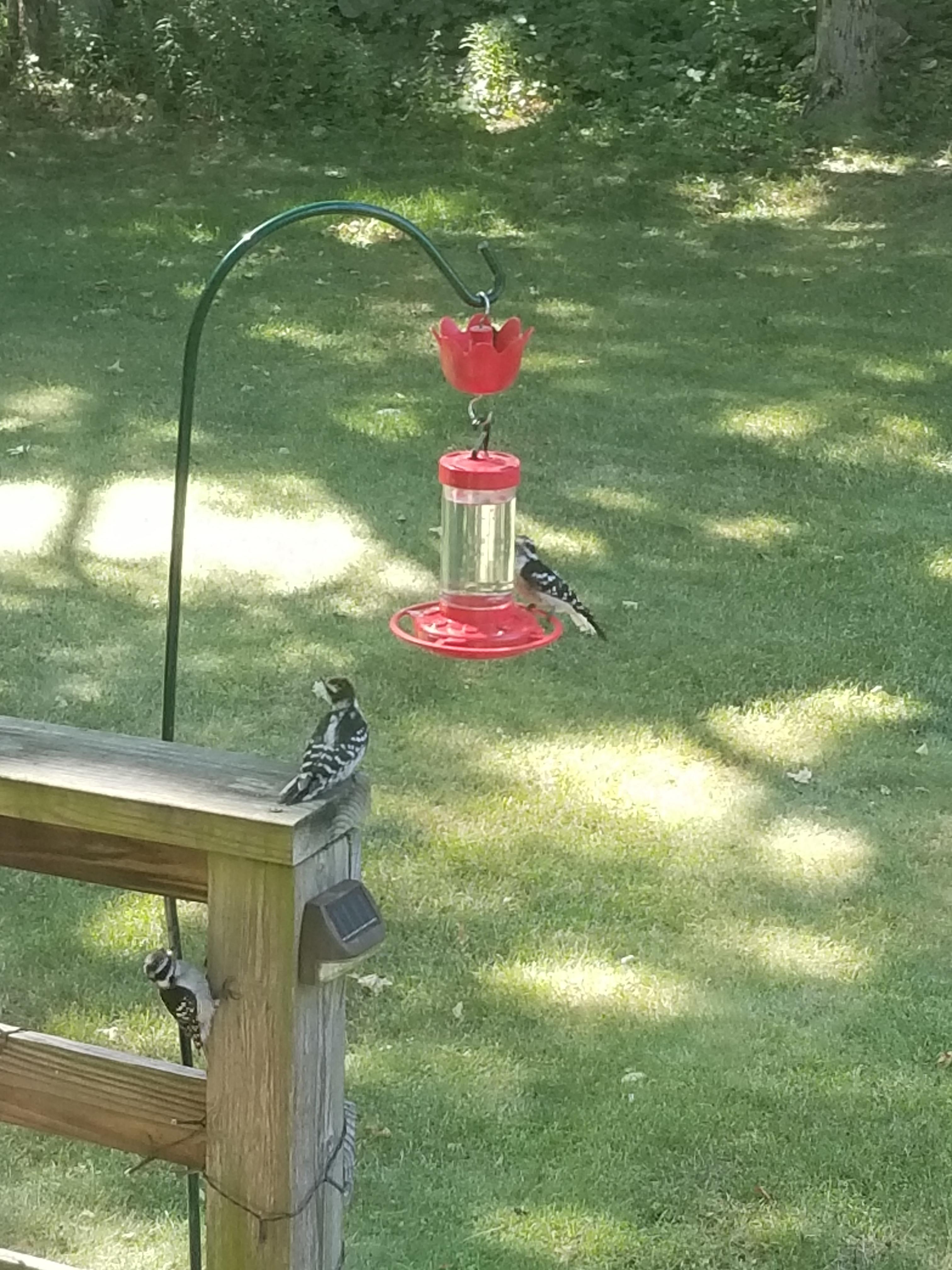 Woodpeckers patiently waiting for their turn at the the sugar watering hole r/birdwatching
