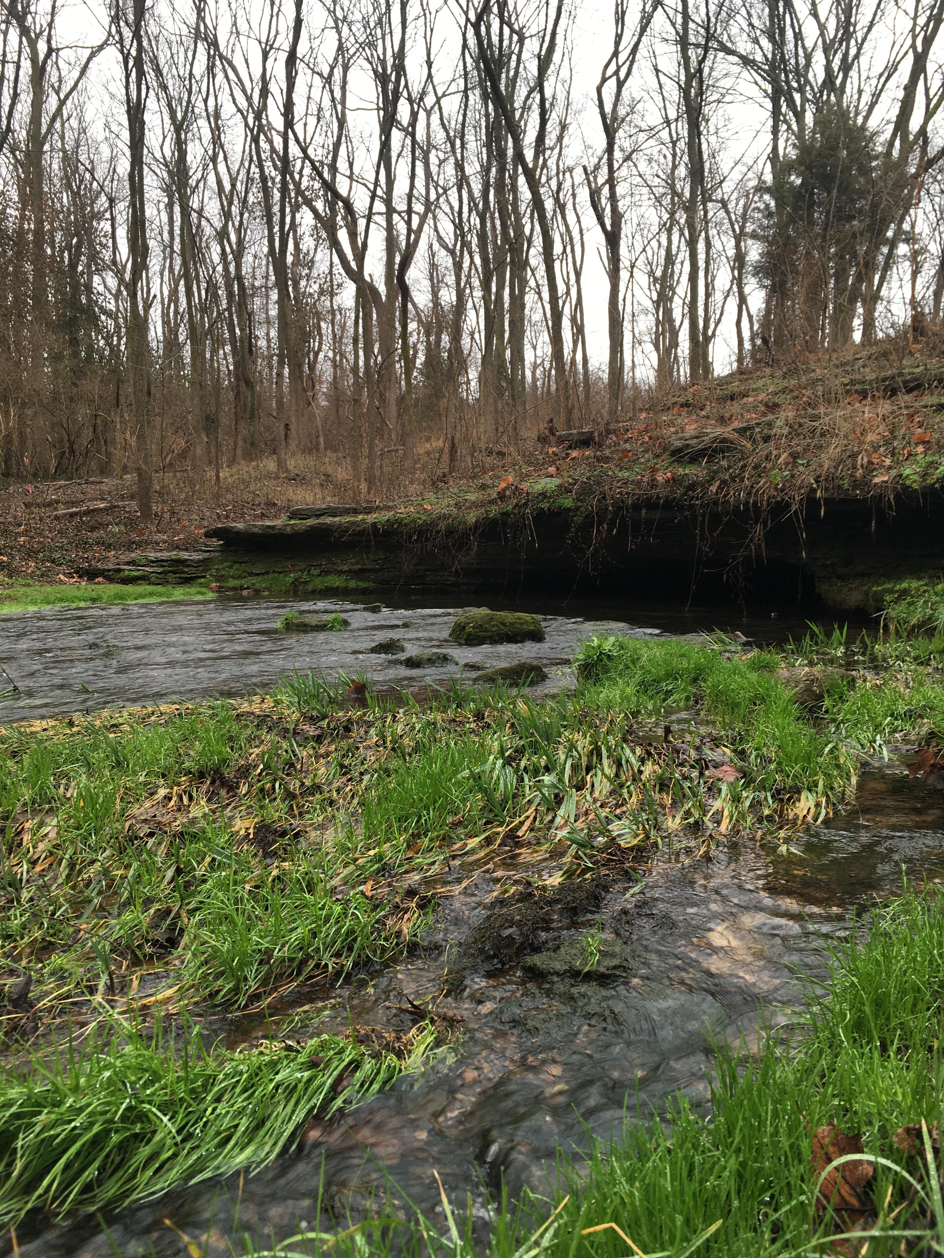 Wilderness inside New Circle Road. Preston’s Cave Springs r/lexington