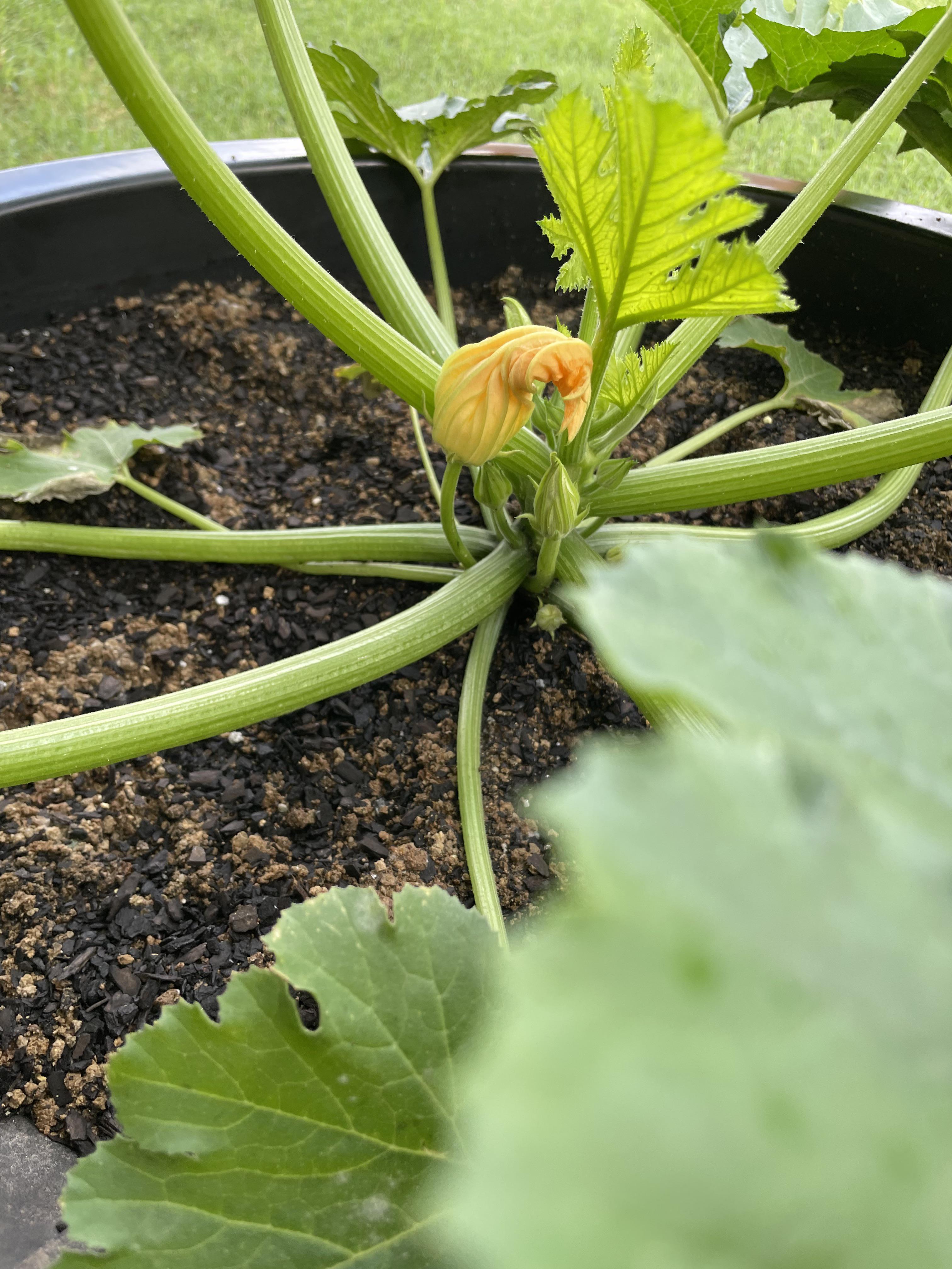 My zucchini seemed to produce a flower that was open yesterday. Woke up