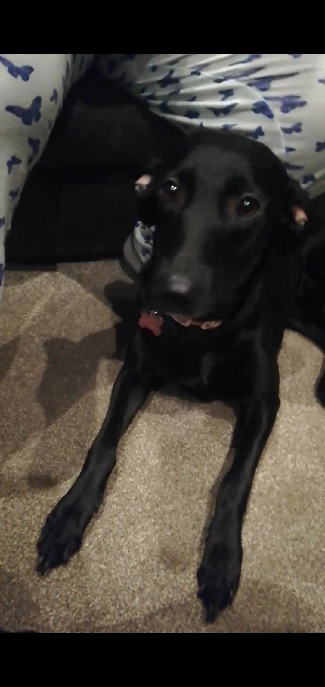 Name my dog, black female, lurcher X lab r/NameMyDog