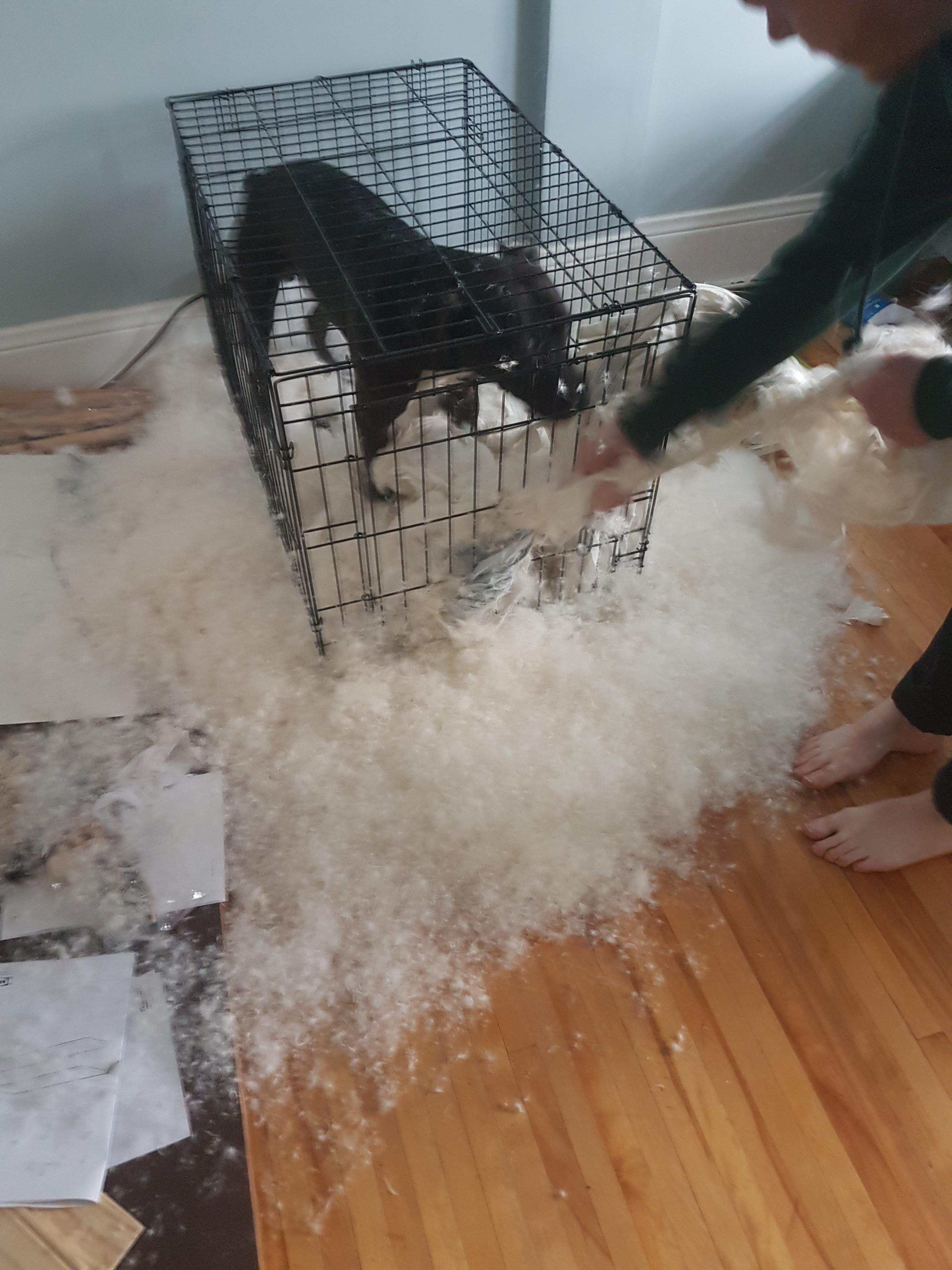 A Friend thought it would be a good idea to put his duvet over his dogs