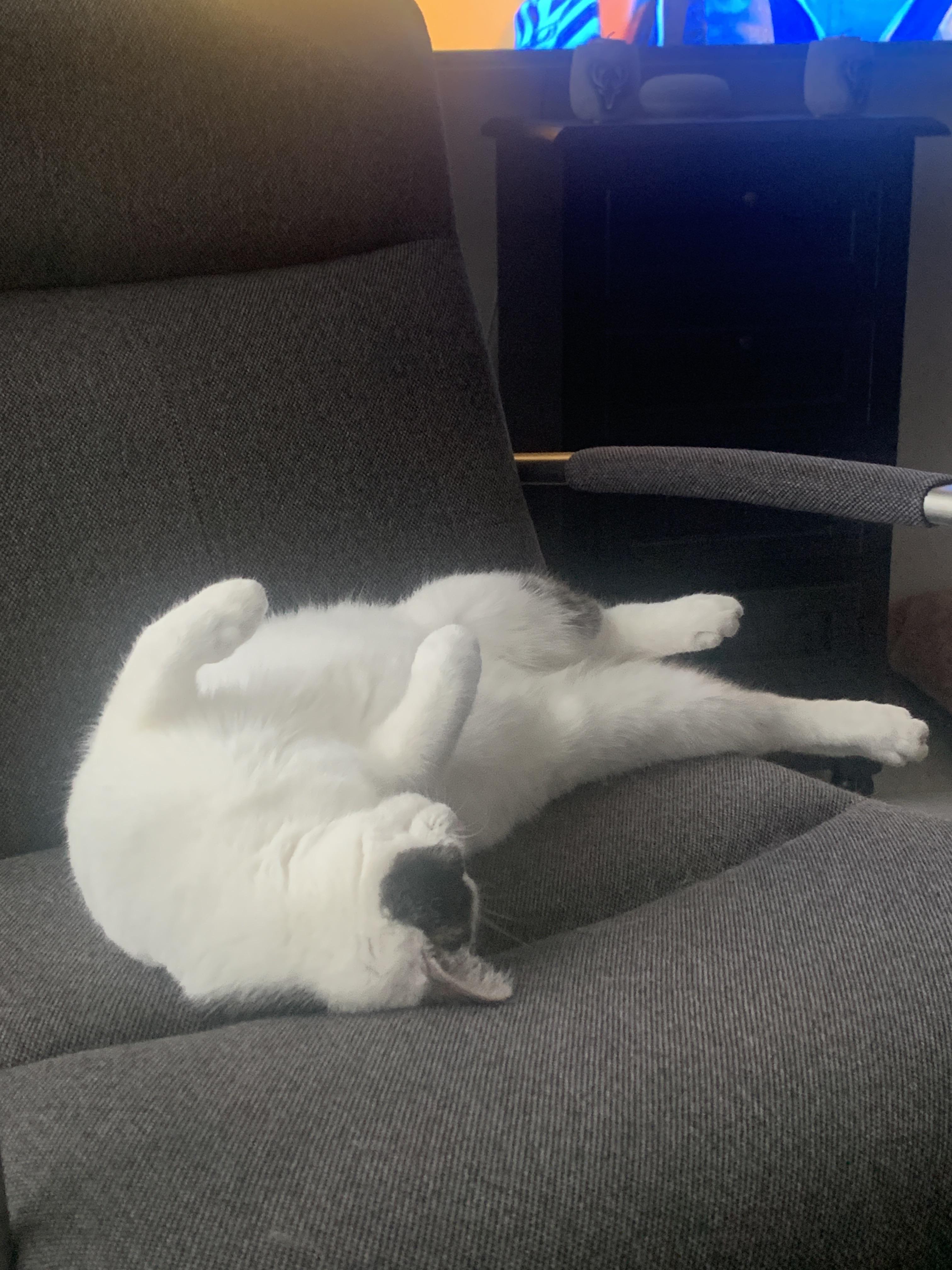 My cat trying to watch tv r/cats