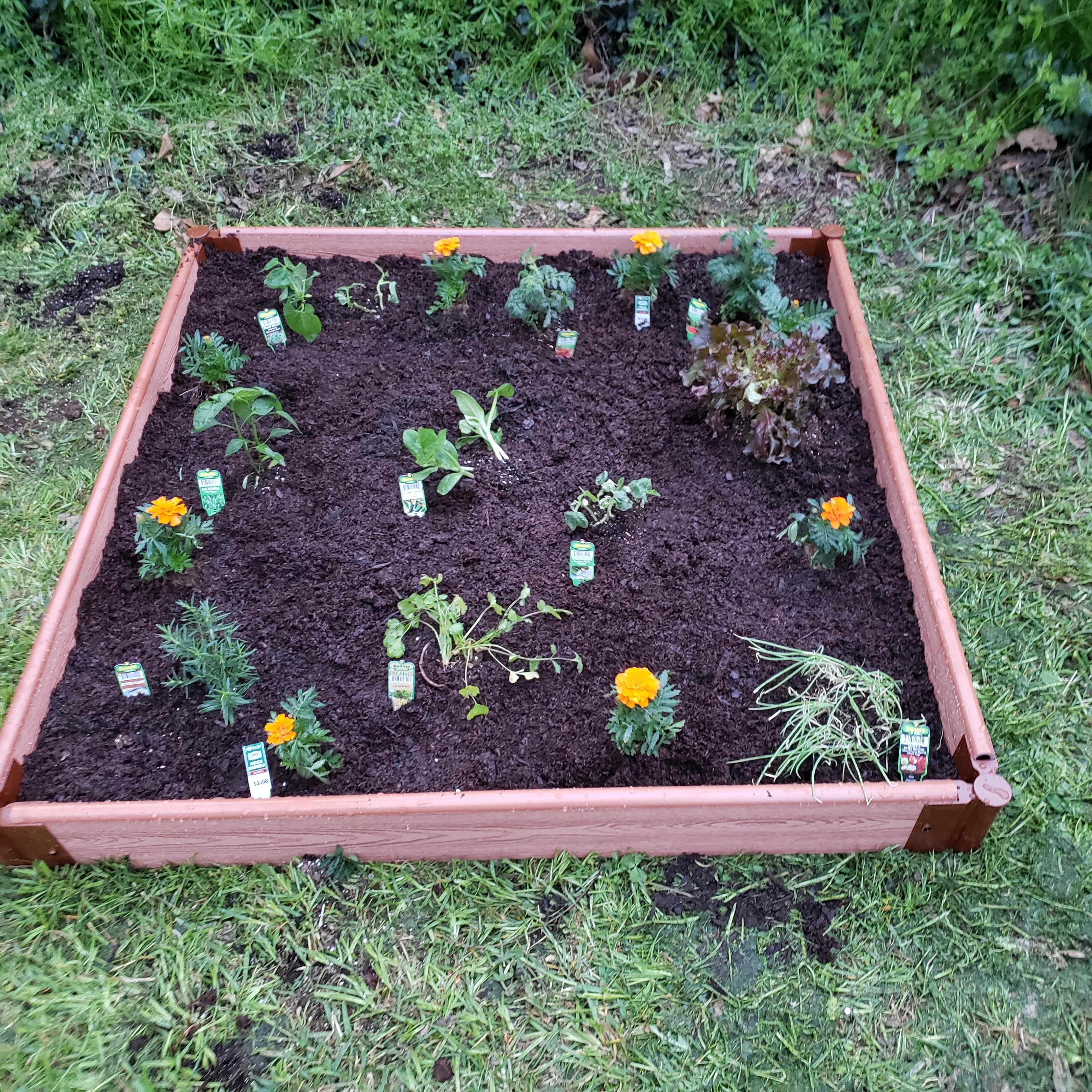 This is my first garden, I'm doing it for a requirement for a merit