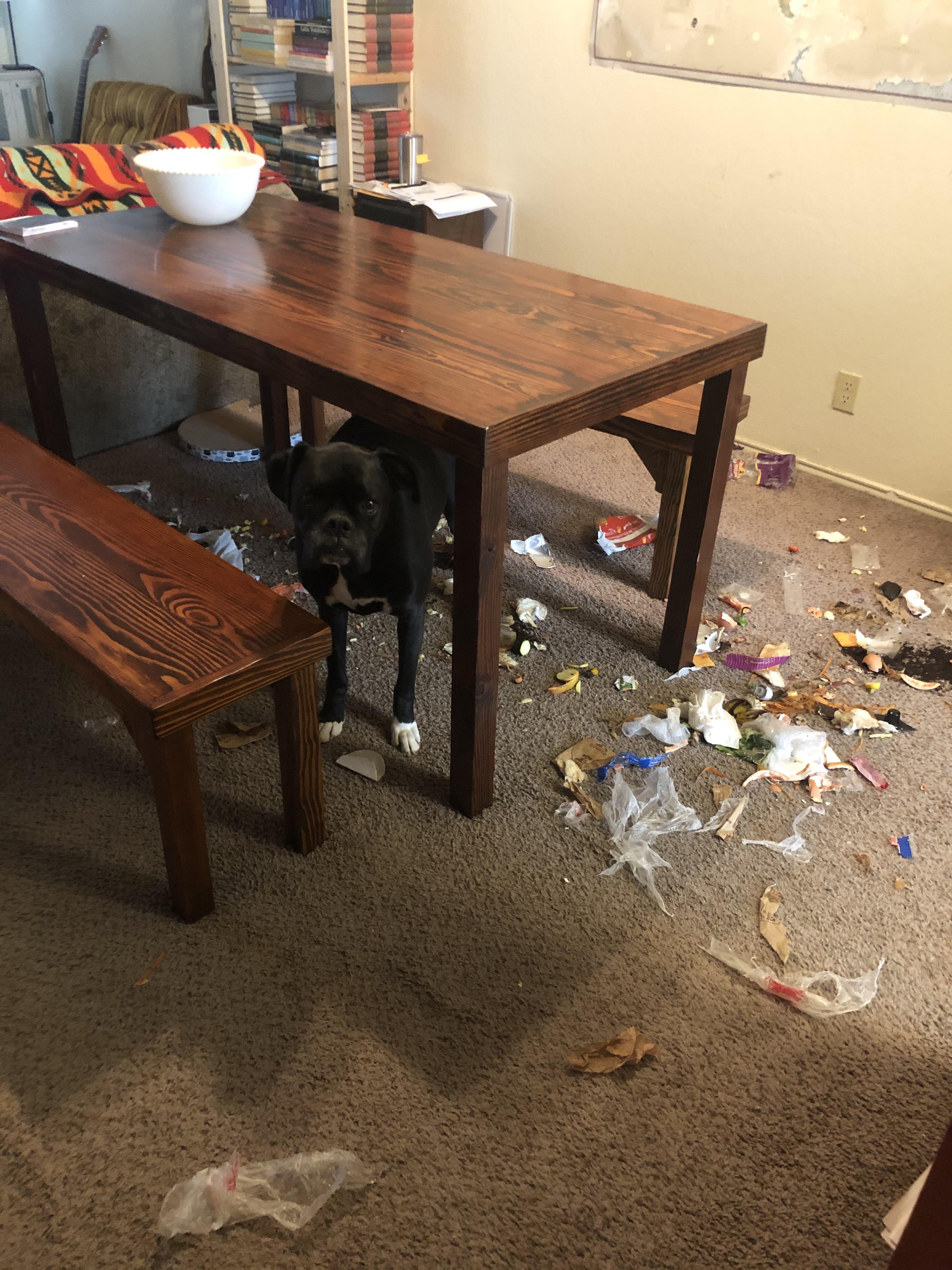 Dog throws trash party while left alone. r/dogshaming