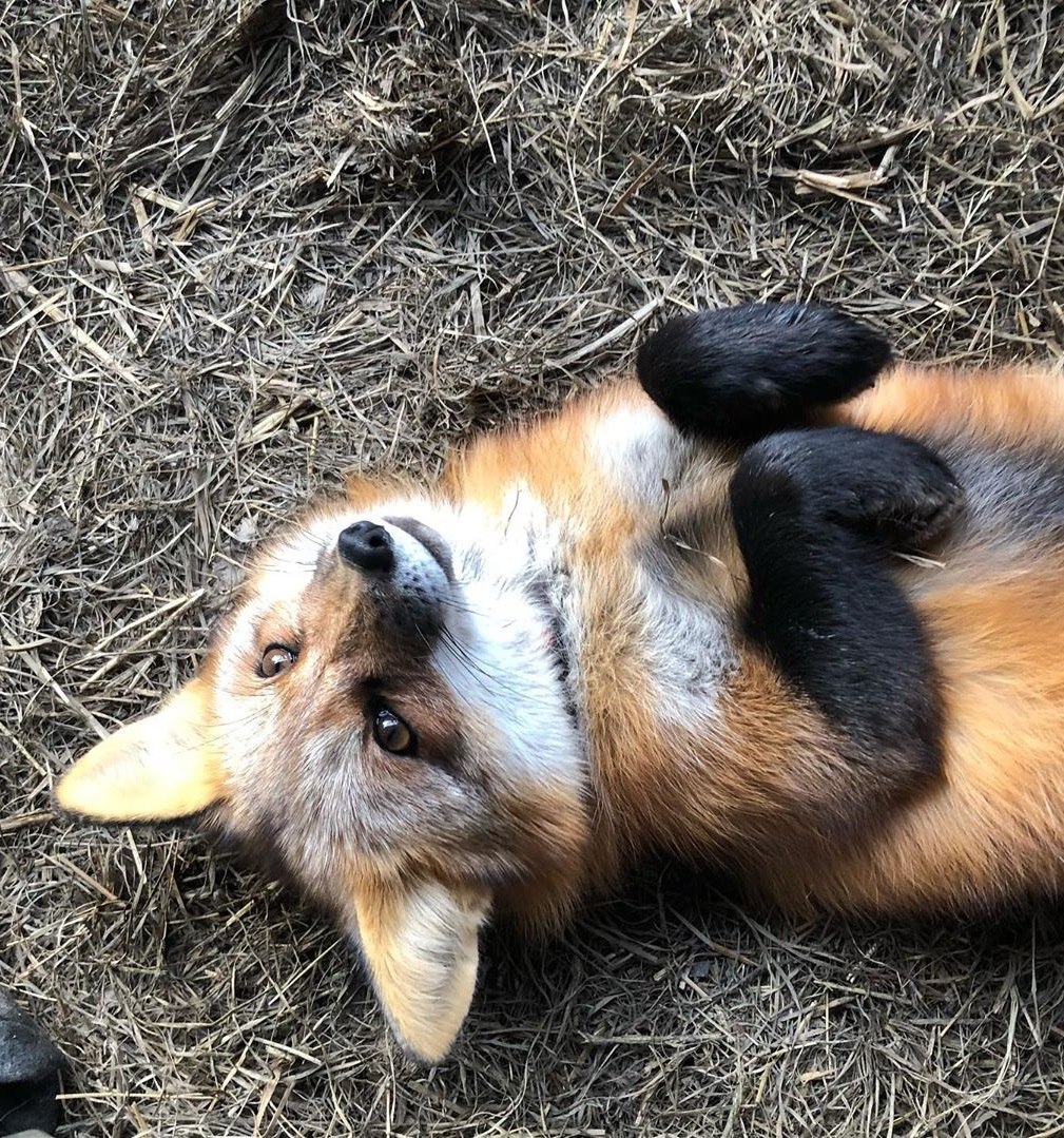 Cute little fox r/aww