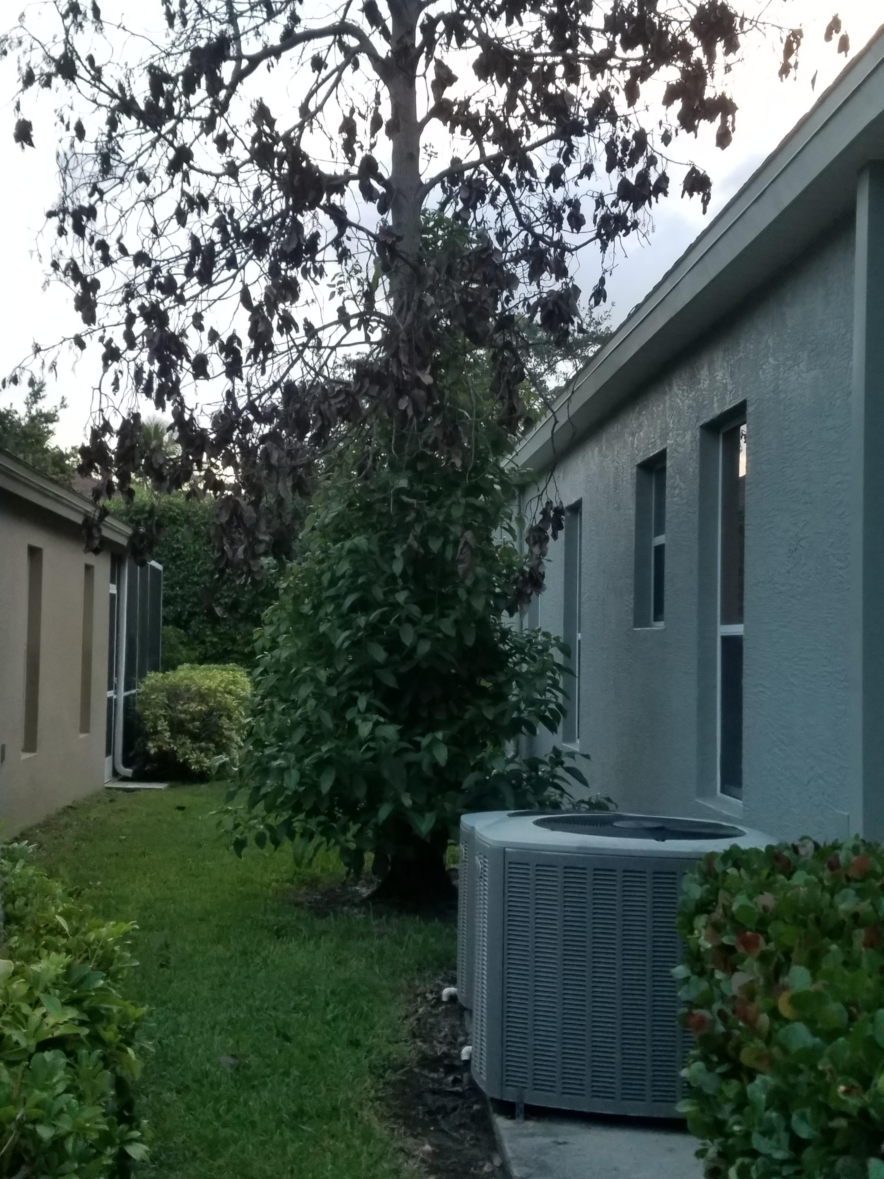 My dead avocado tree is beginning to overgrow itself. Life VS Death