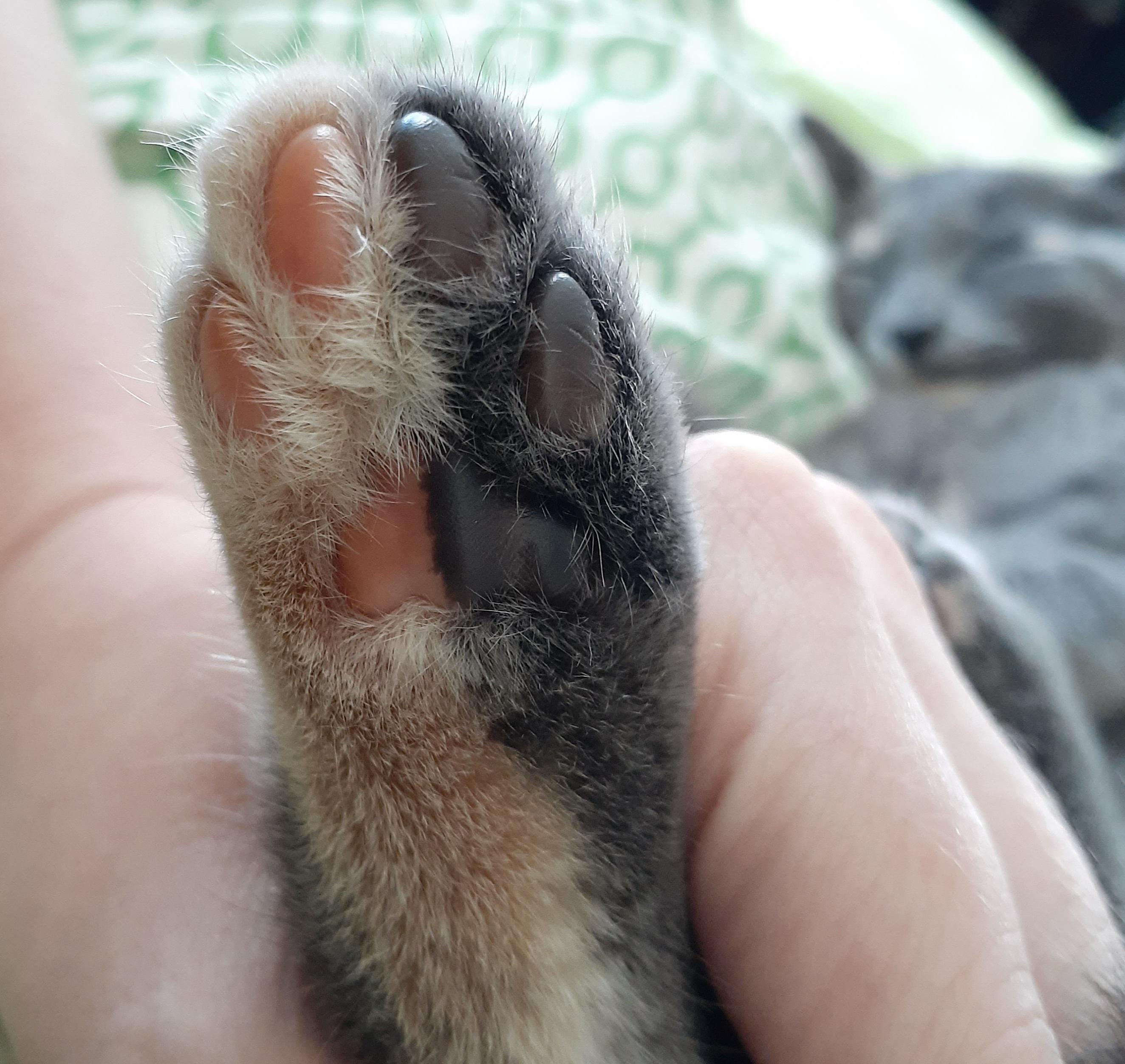 The colour of my kitten’s foot is split down the middle. the cutest