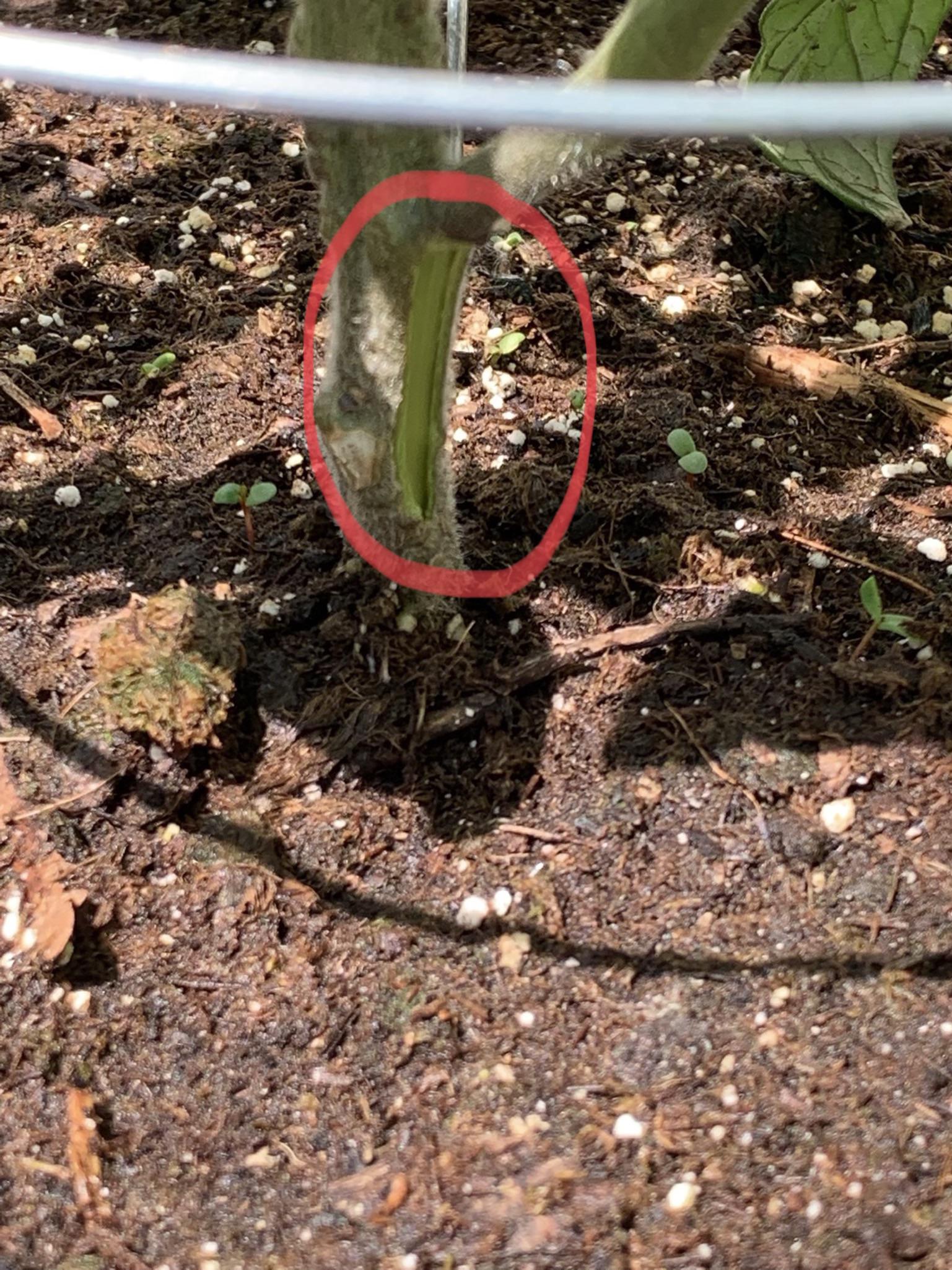 Accidentally ripped the stem of my tomato plant.. do I leave it or can