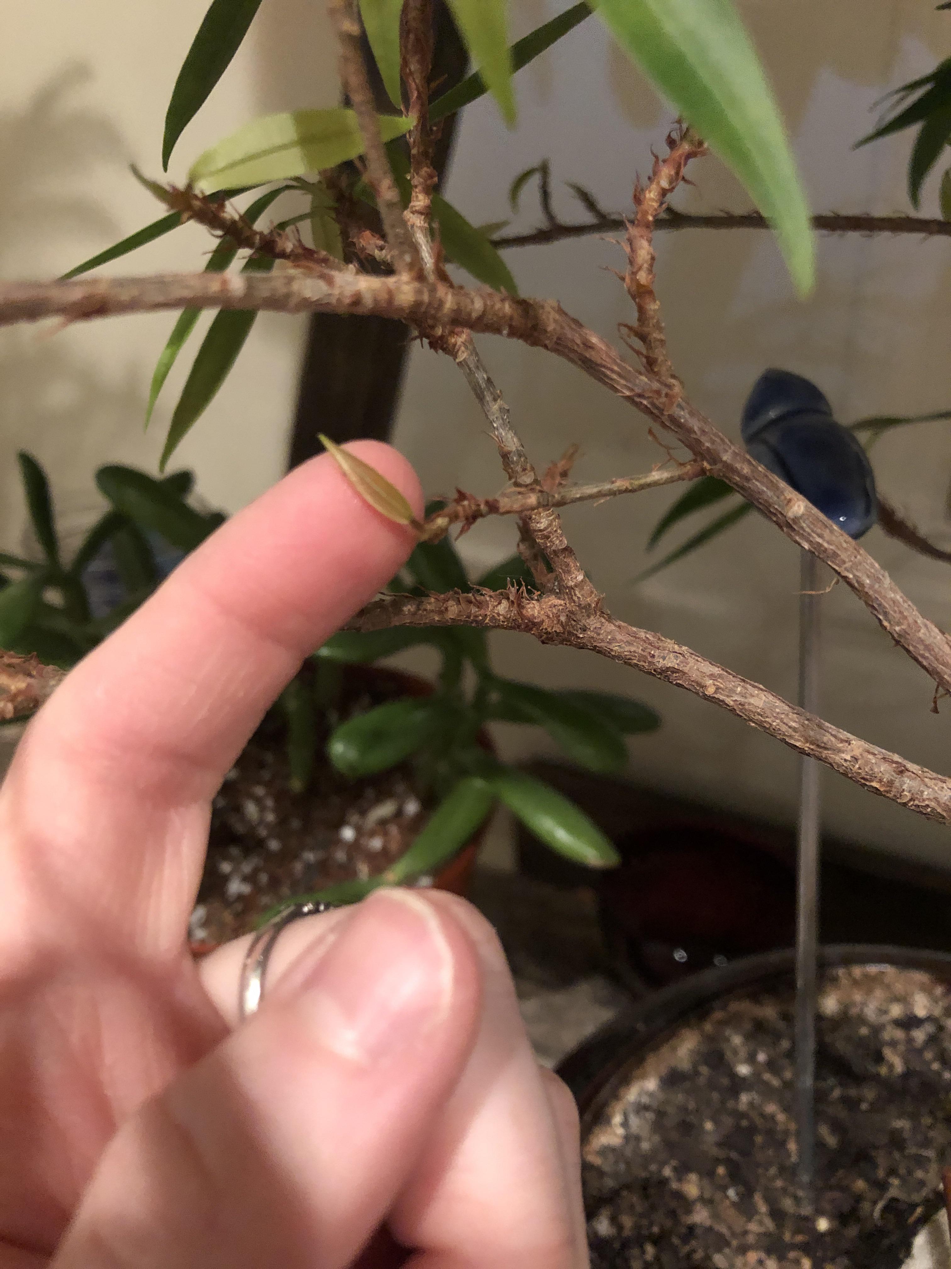 Thought my ficus bonsai was on the way out after it dropped a lot of