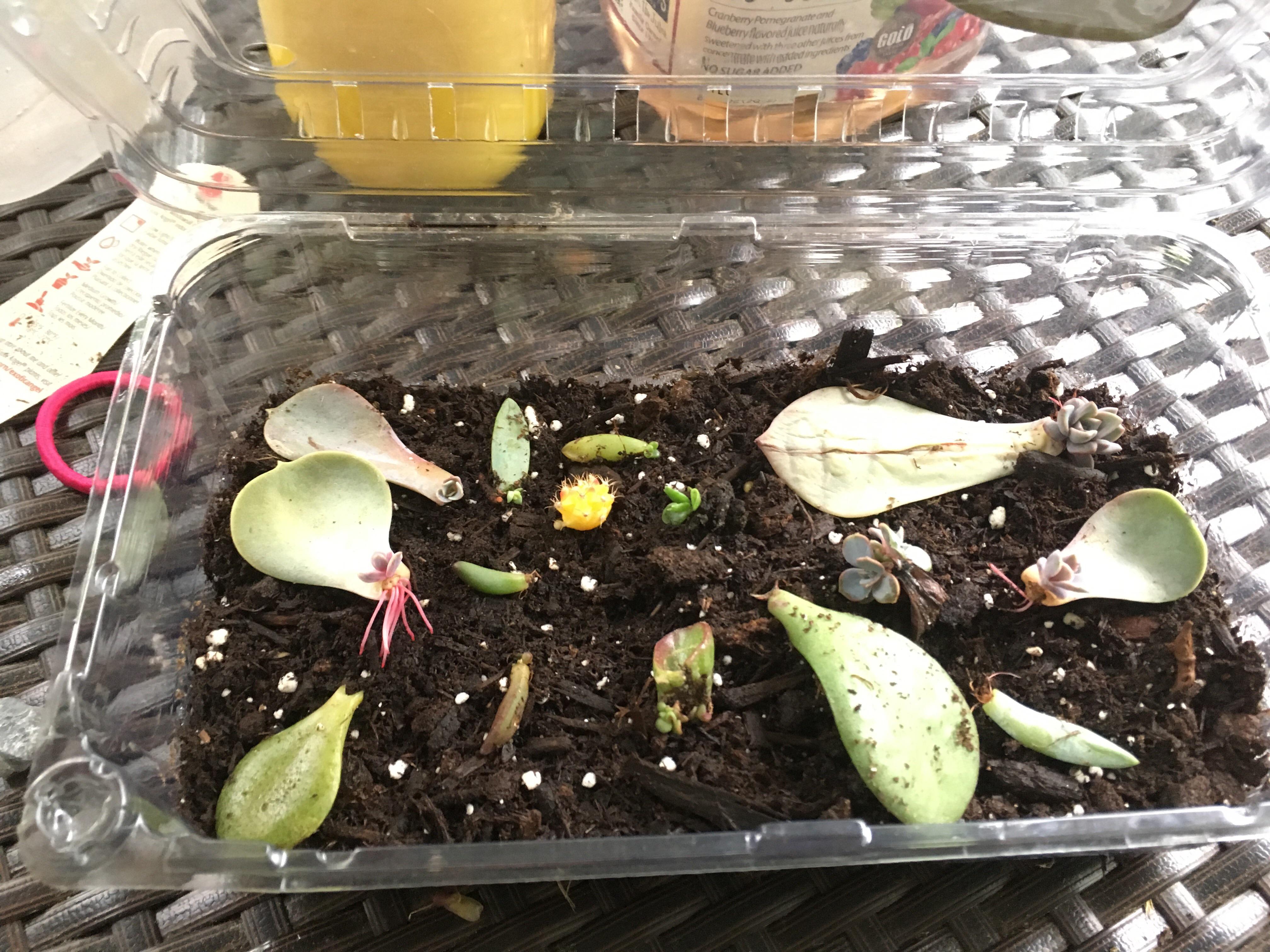 Using Recycling Plastic Berry Containers