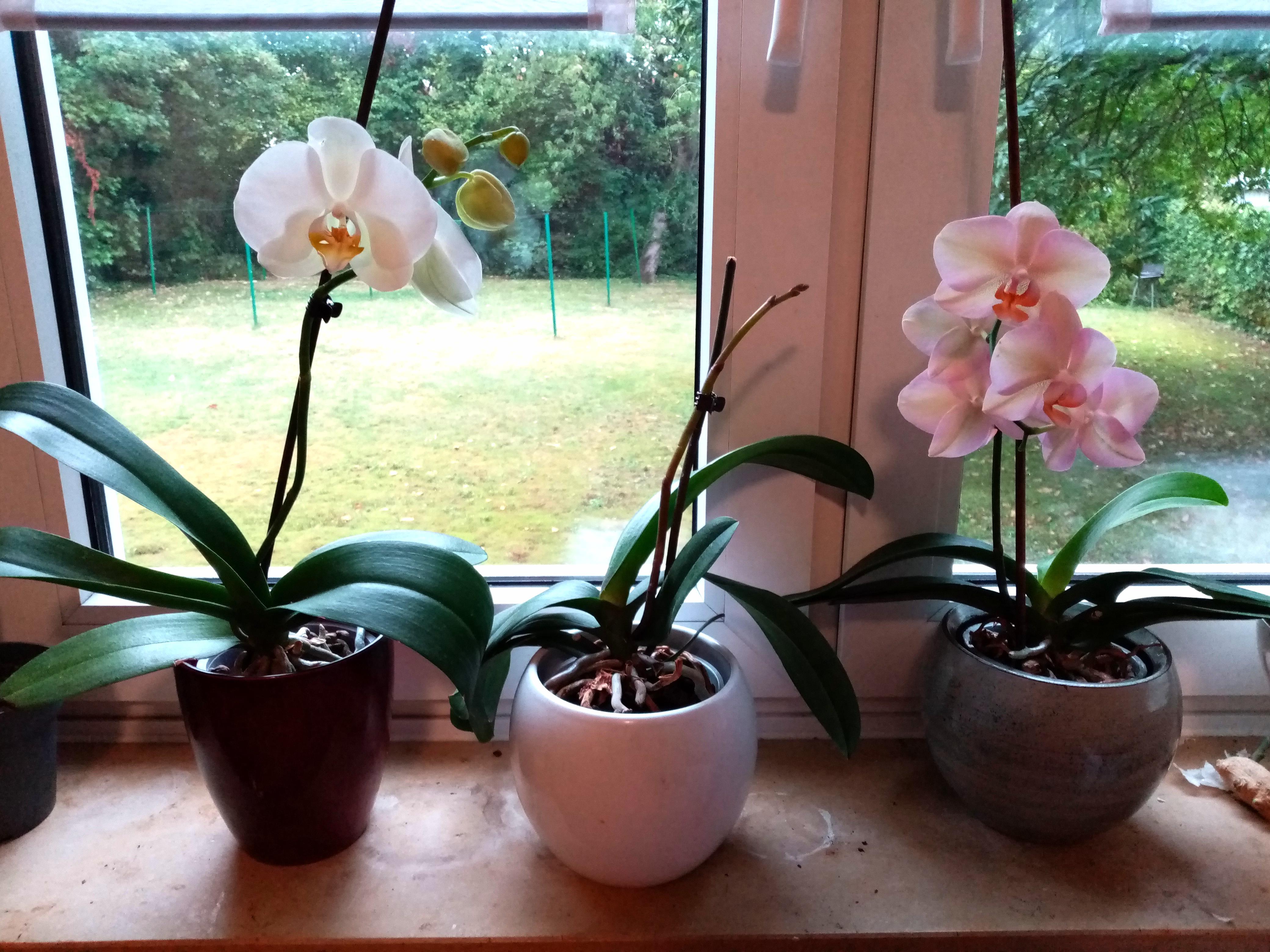Had these orchids for 3, 2 and 2 years respectively, and since the