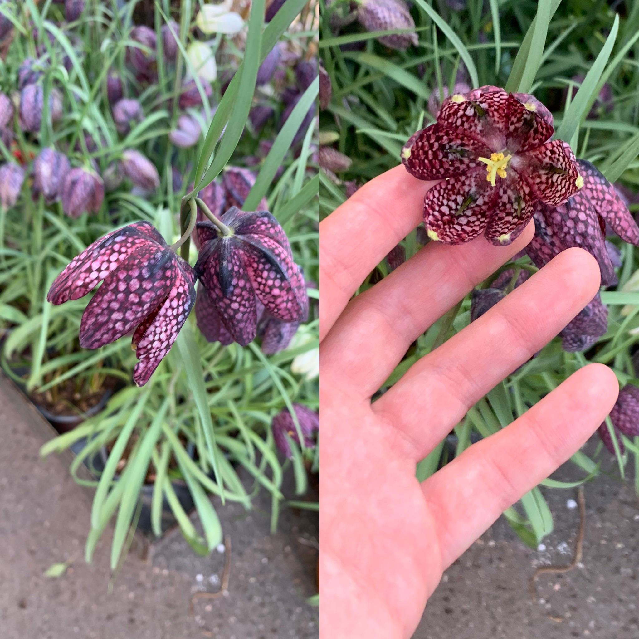 I was told that this flower fits perfectly here! r/PlantGoths