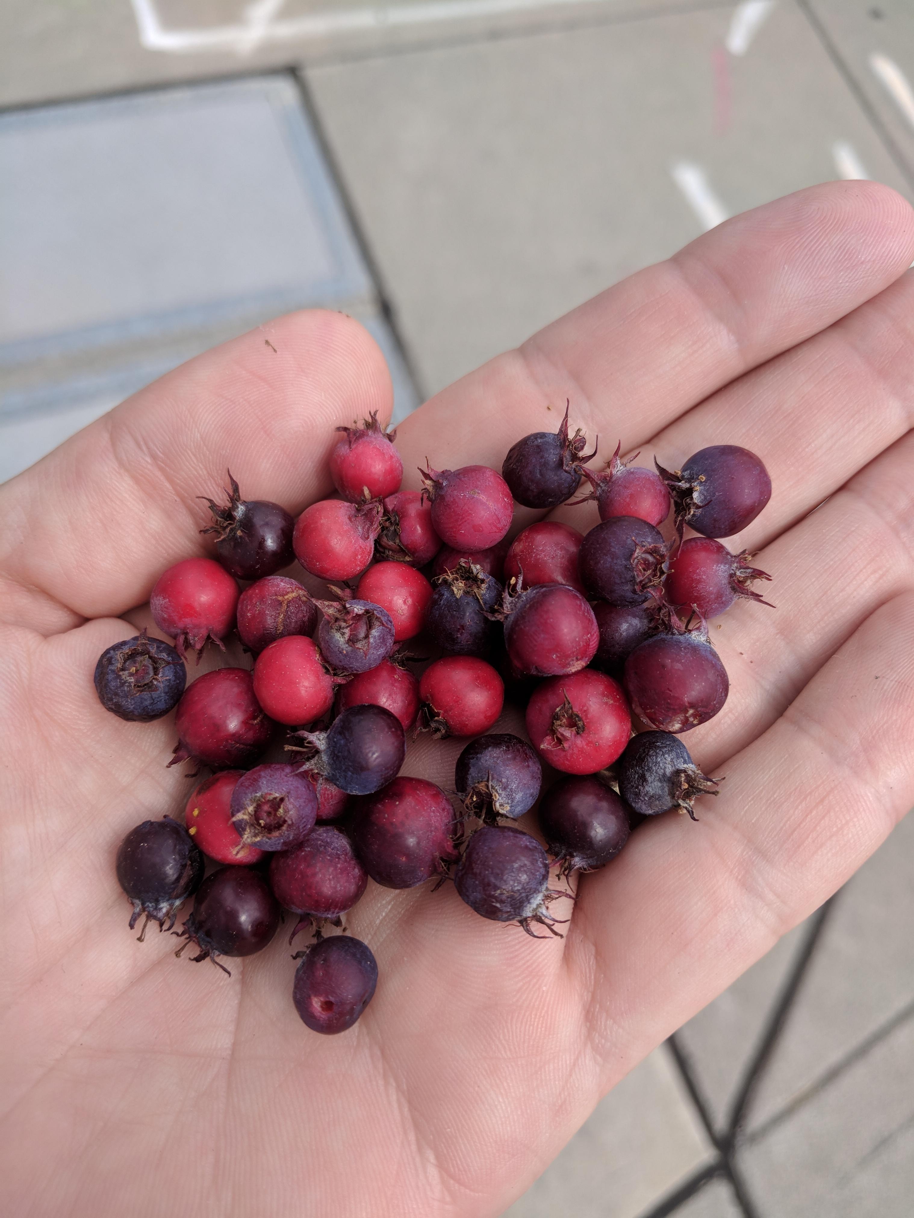 Sidewalk Serviceberries (aka saskatoon berry, juneberry, shadbush) r