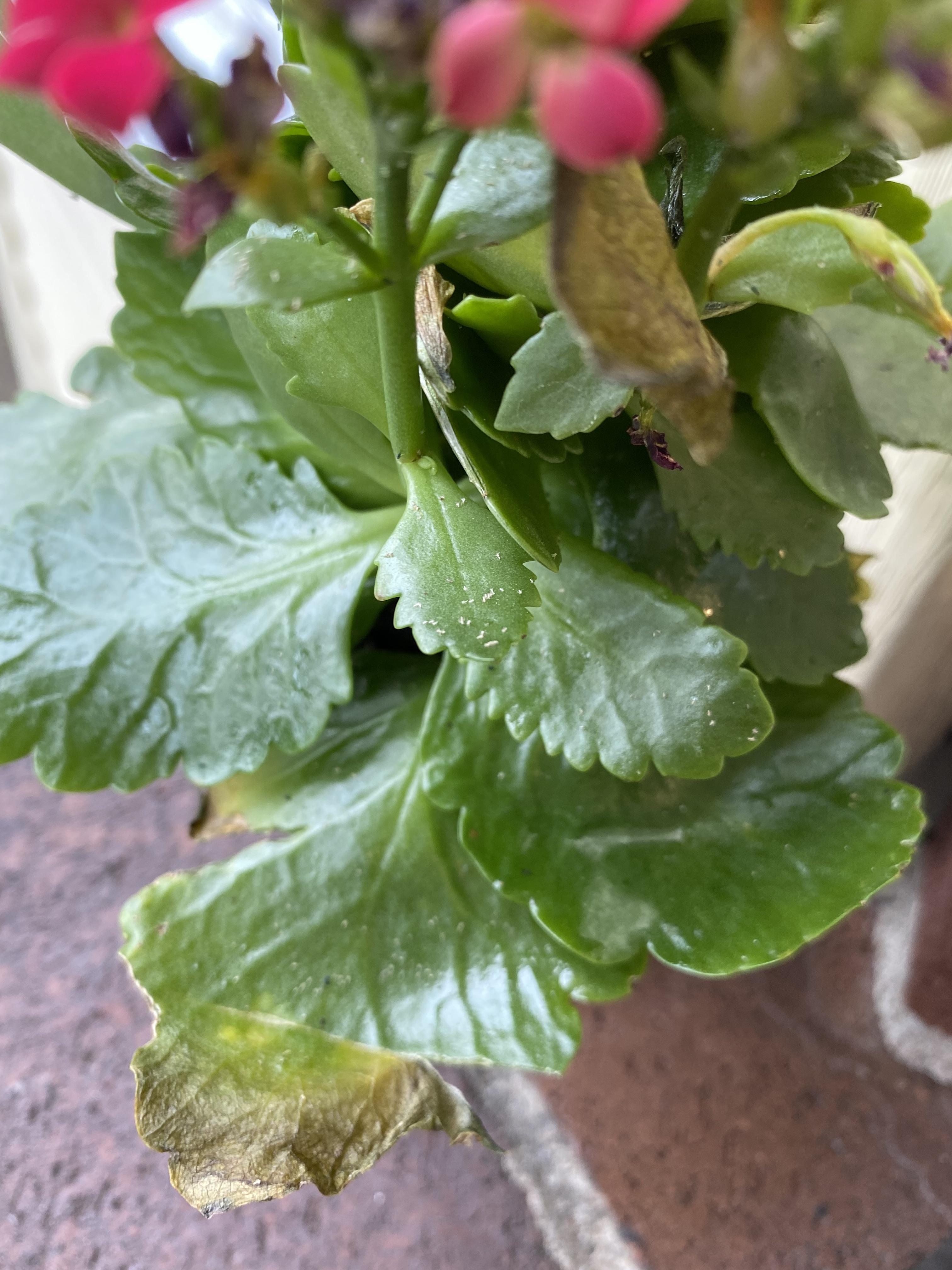 Pest ID help these white flakes on Flaming Katy leaves. It has been