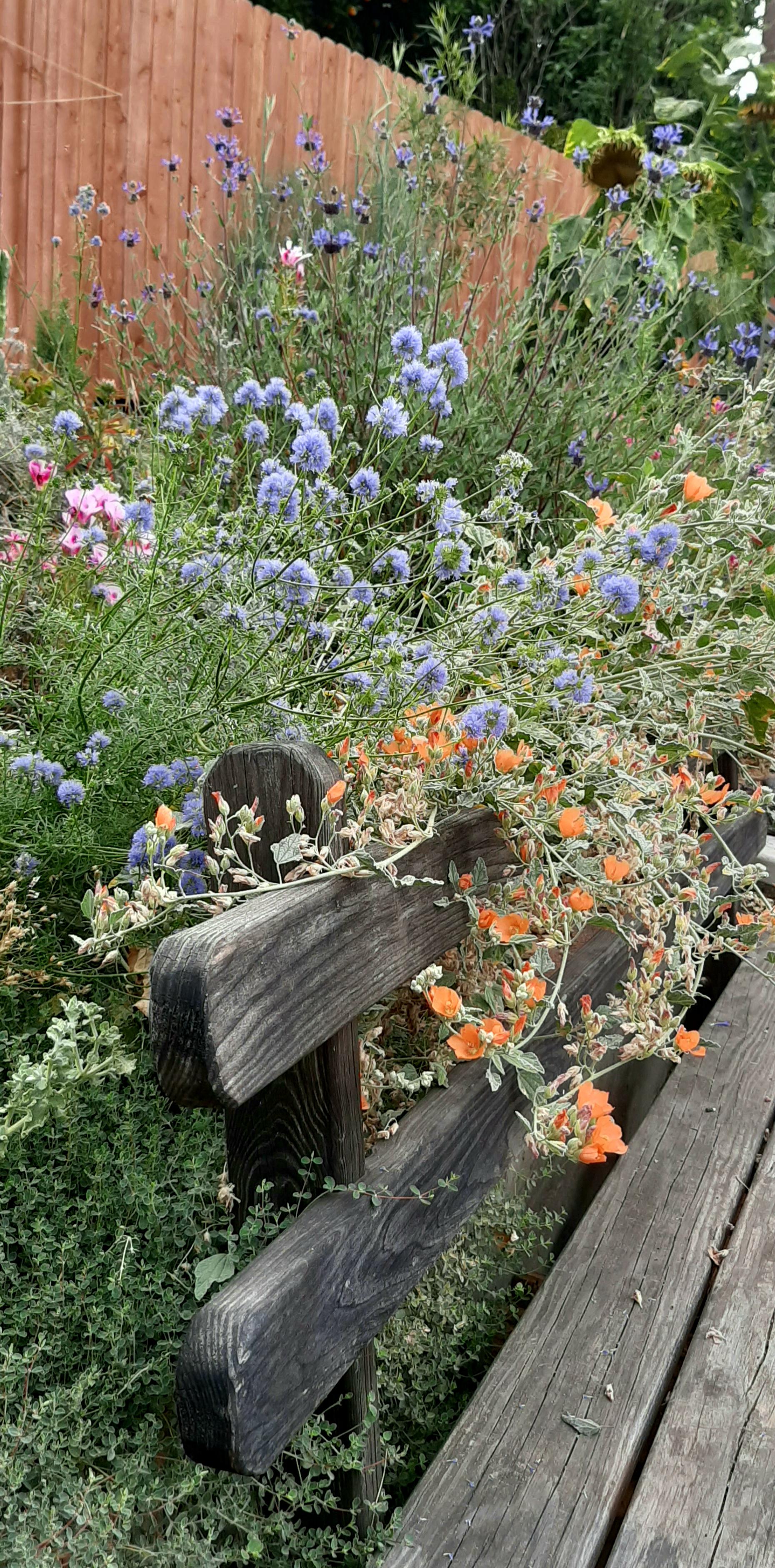 Late spring blooms eating my bench up r/Ceanothus
