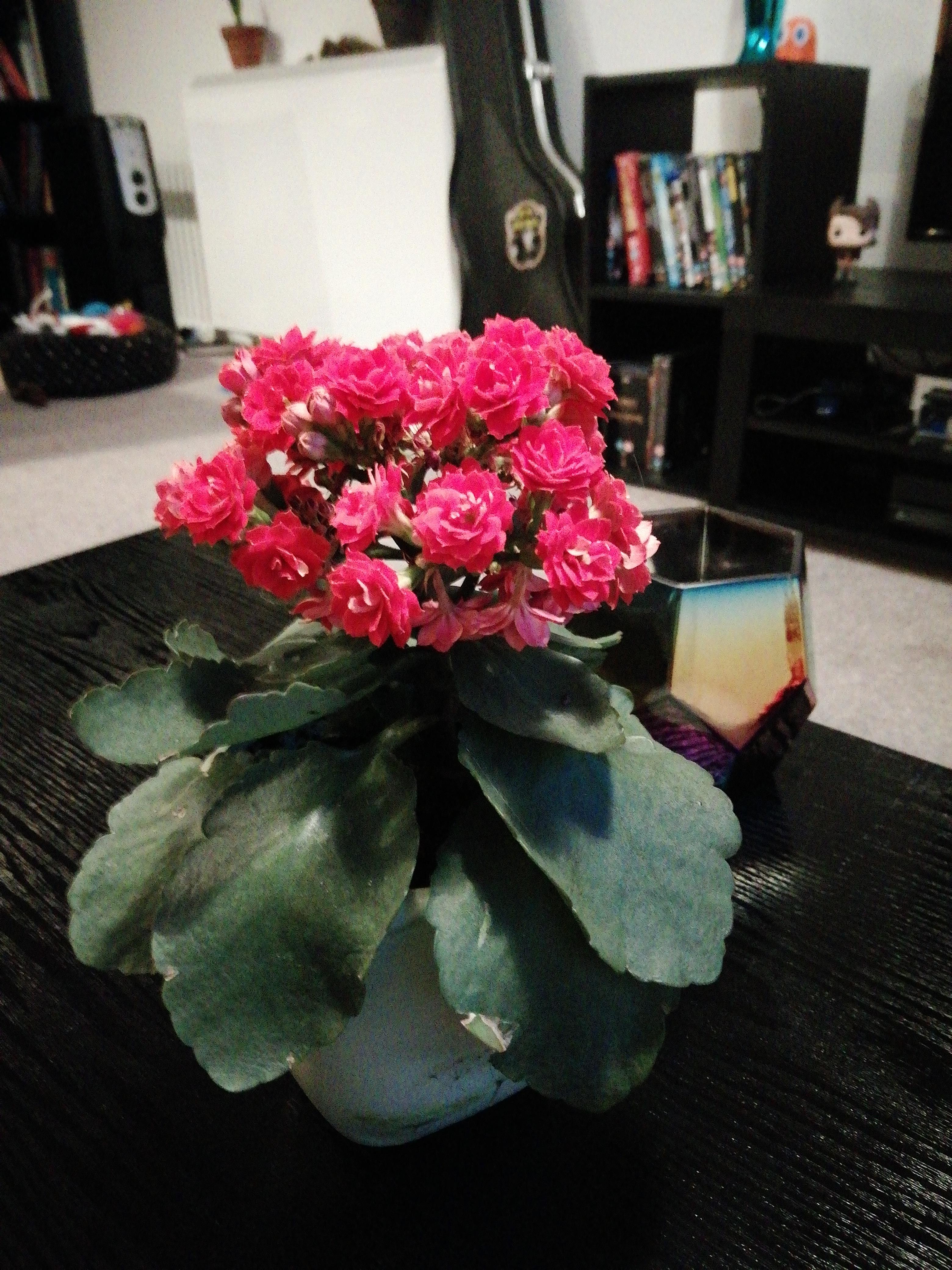 Kalanchoe with floppy, weak leaves and dying flowers. Help?? More