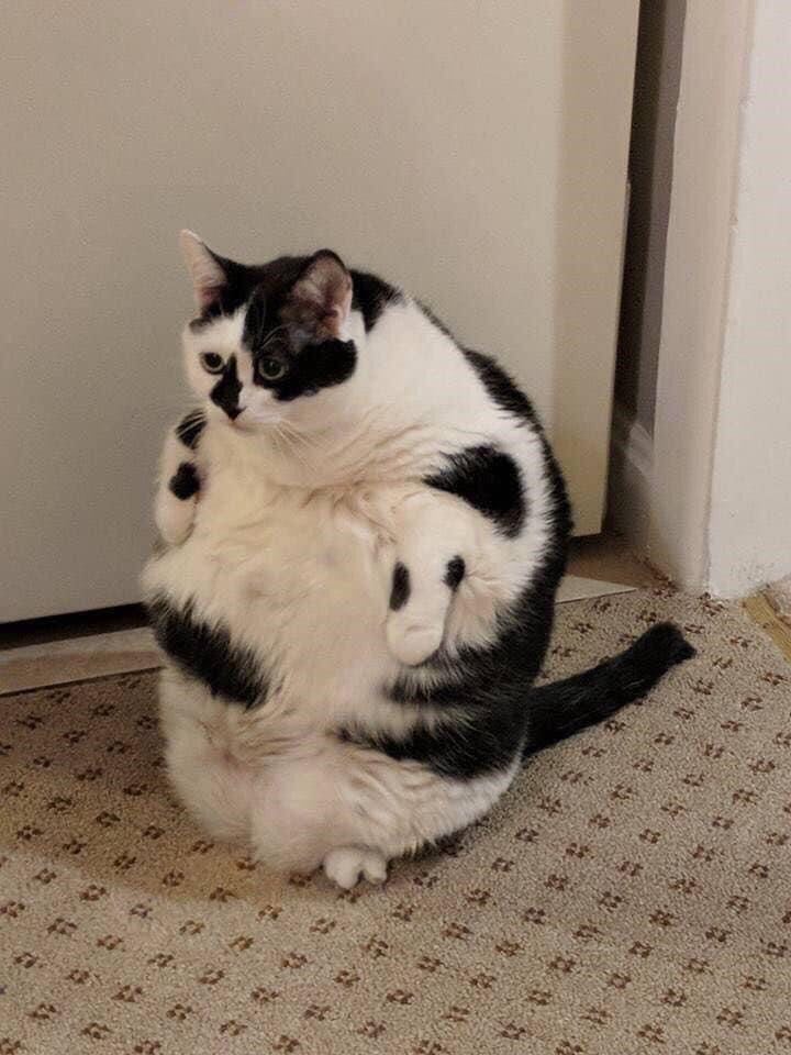 Dairy cat. r/cakebeans