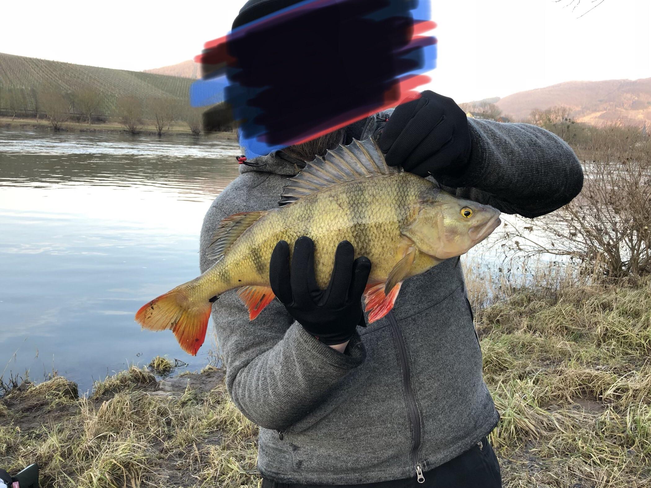 Nice Perch at the River Mosel in Germany r/Fishing