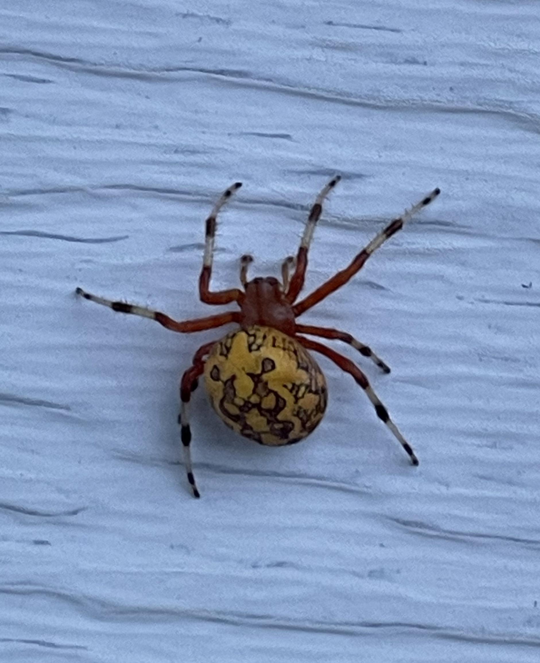 What kind of spider is this? : r/whatisit