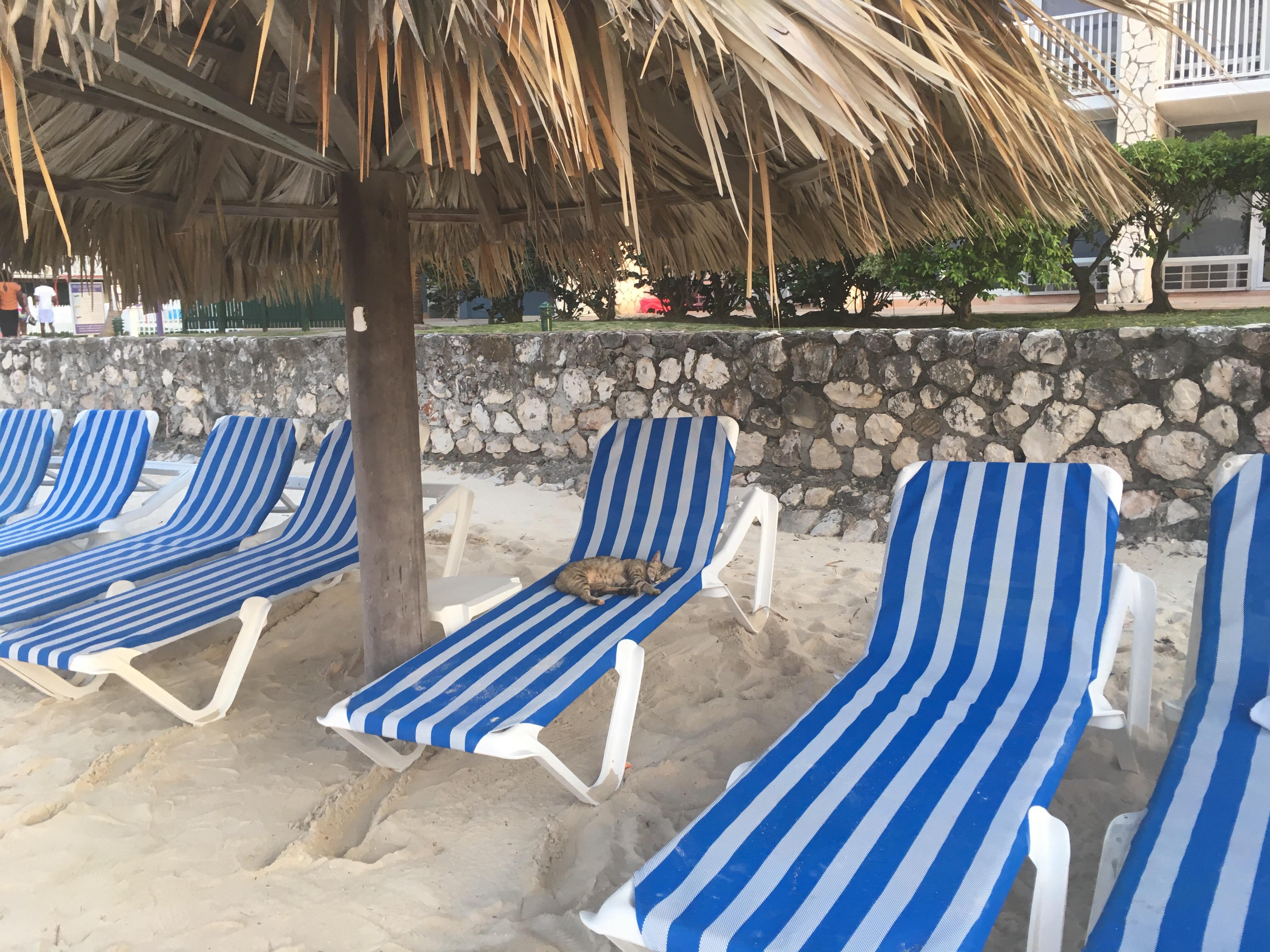 This Feline Chilling at Holiday Inn, Montego Bay, Jamaica