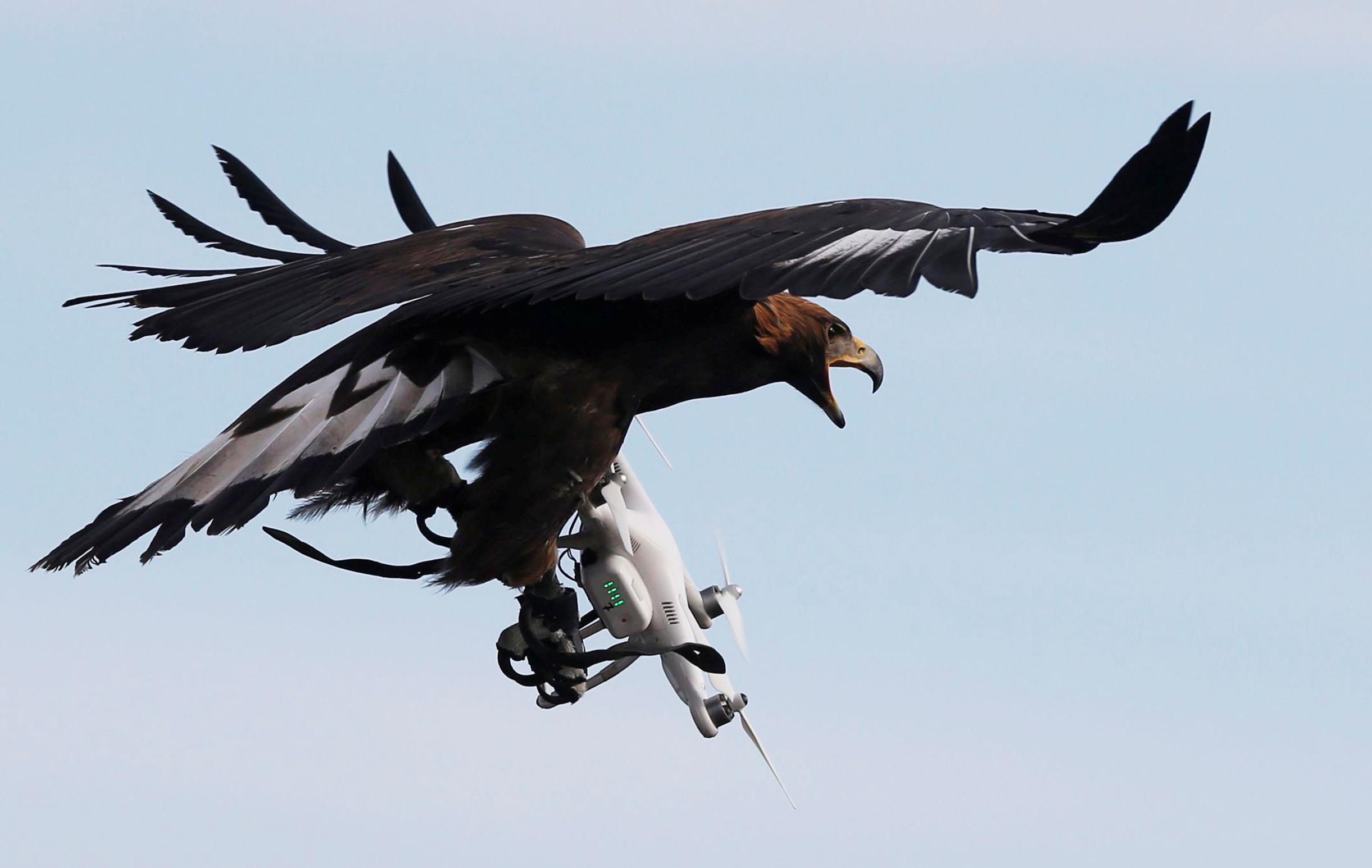 A golden eagle grabs a flying drone during a military training exercise