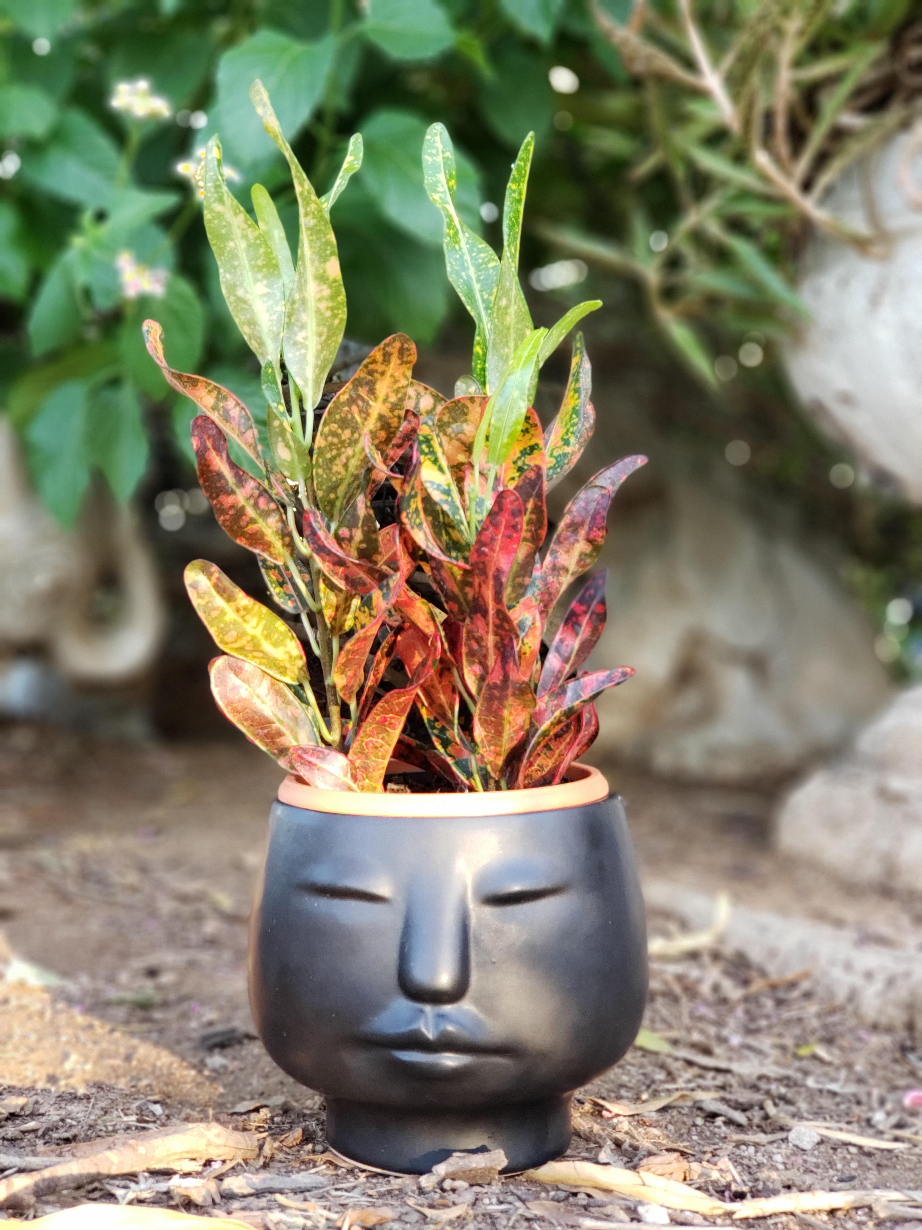 Meet Merida 🔥 r/plantsandpots
