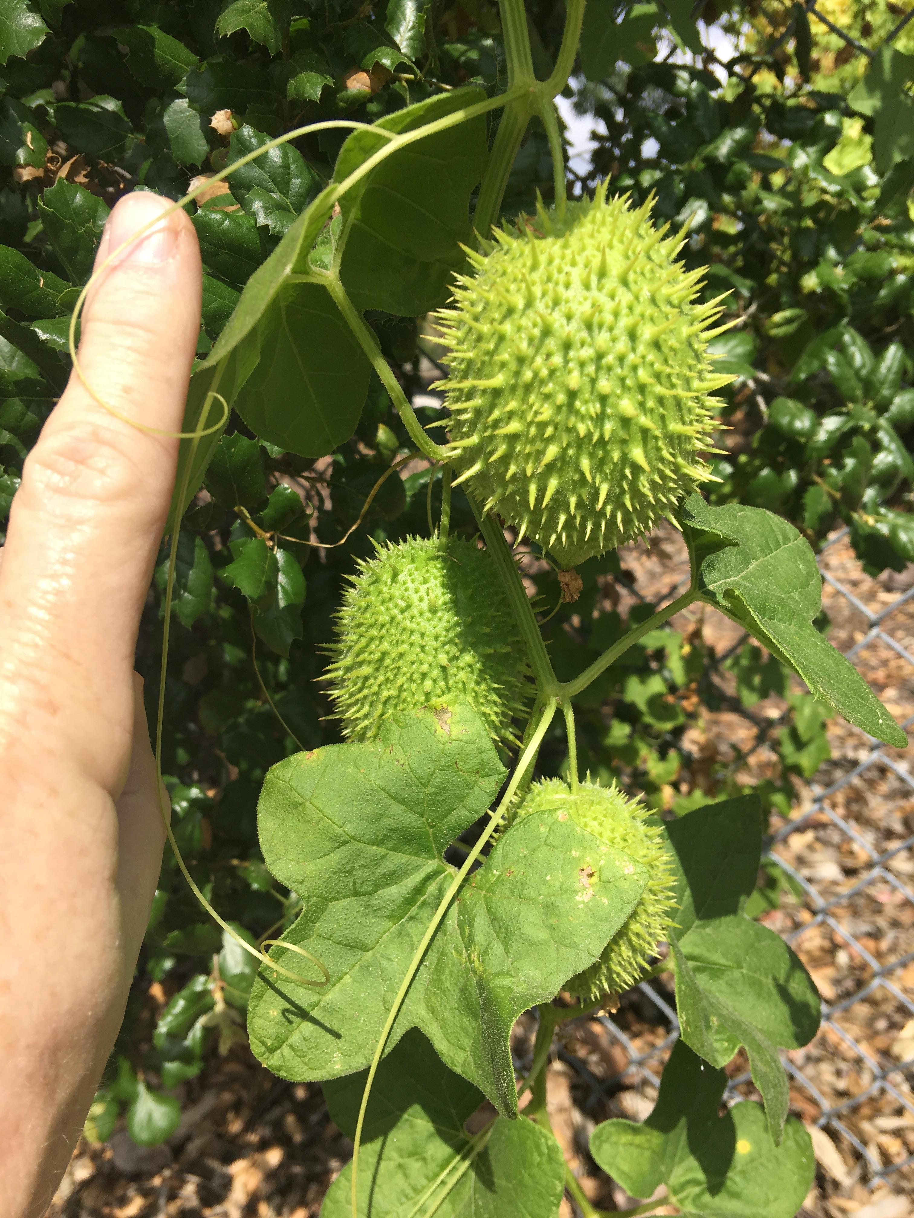 Found this vine type plant with lots of spiked seed pods. When they dry