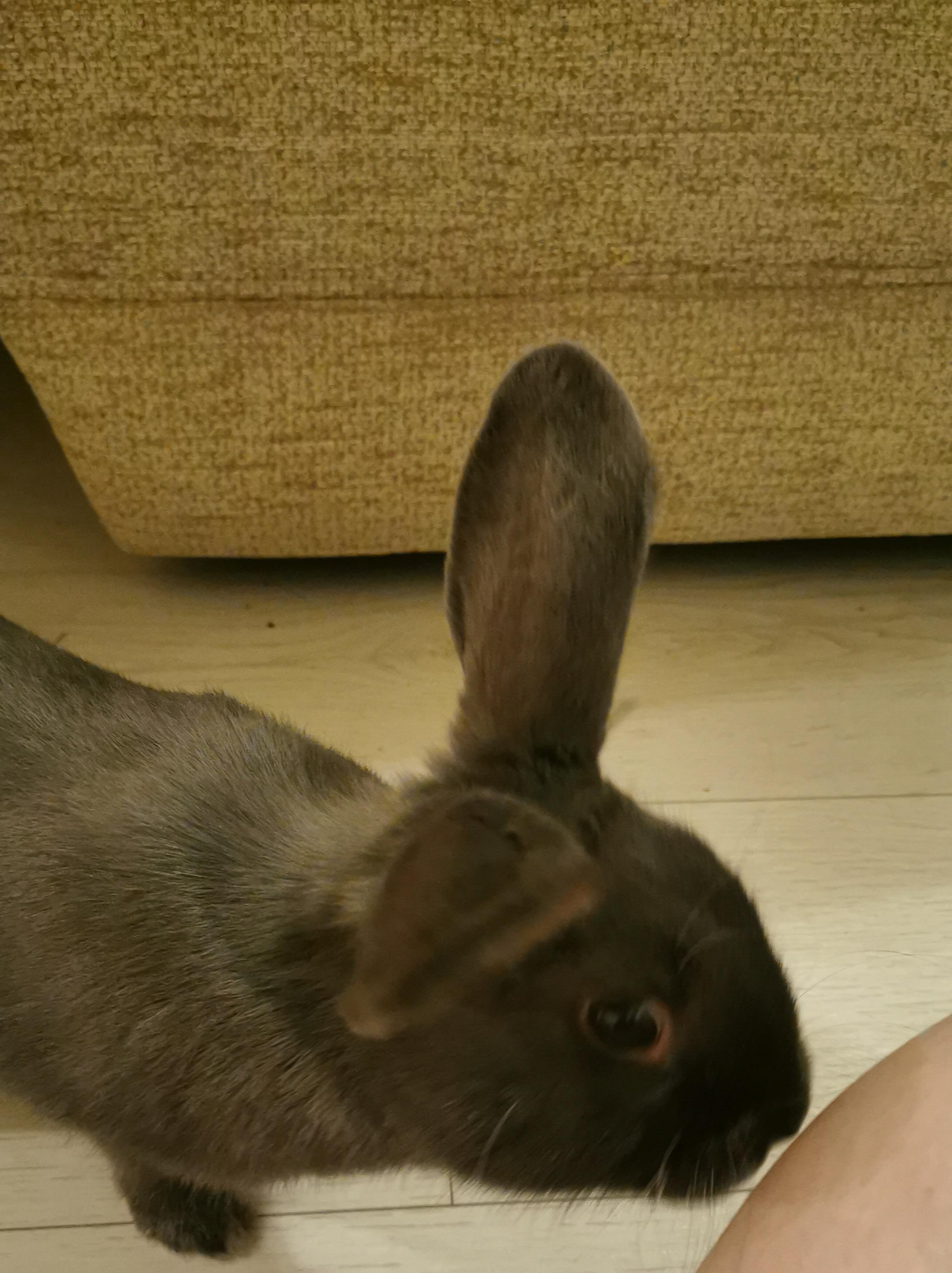 Got a rabbit yesterday, poor baby is 7 months and was unwanted because he's not small anymore