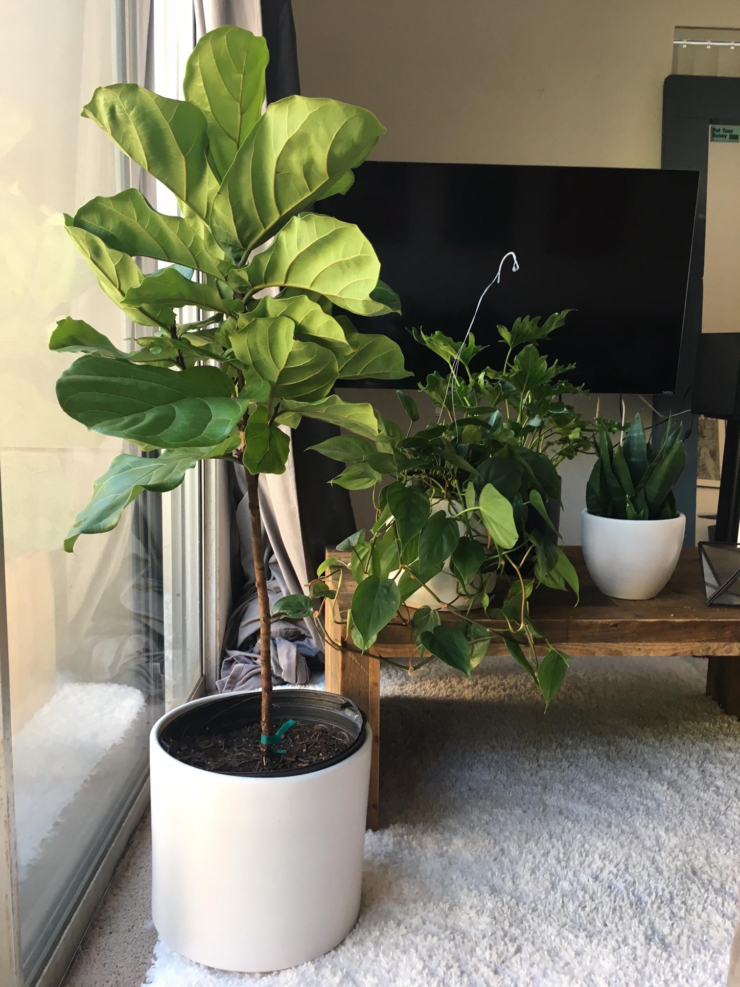 Picked up these fresh plants to add to the indoor garden