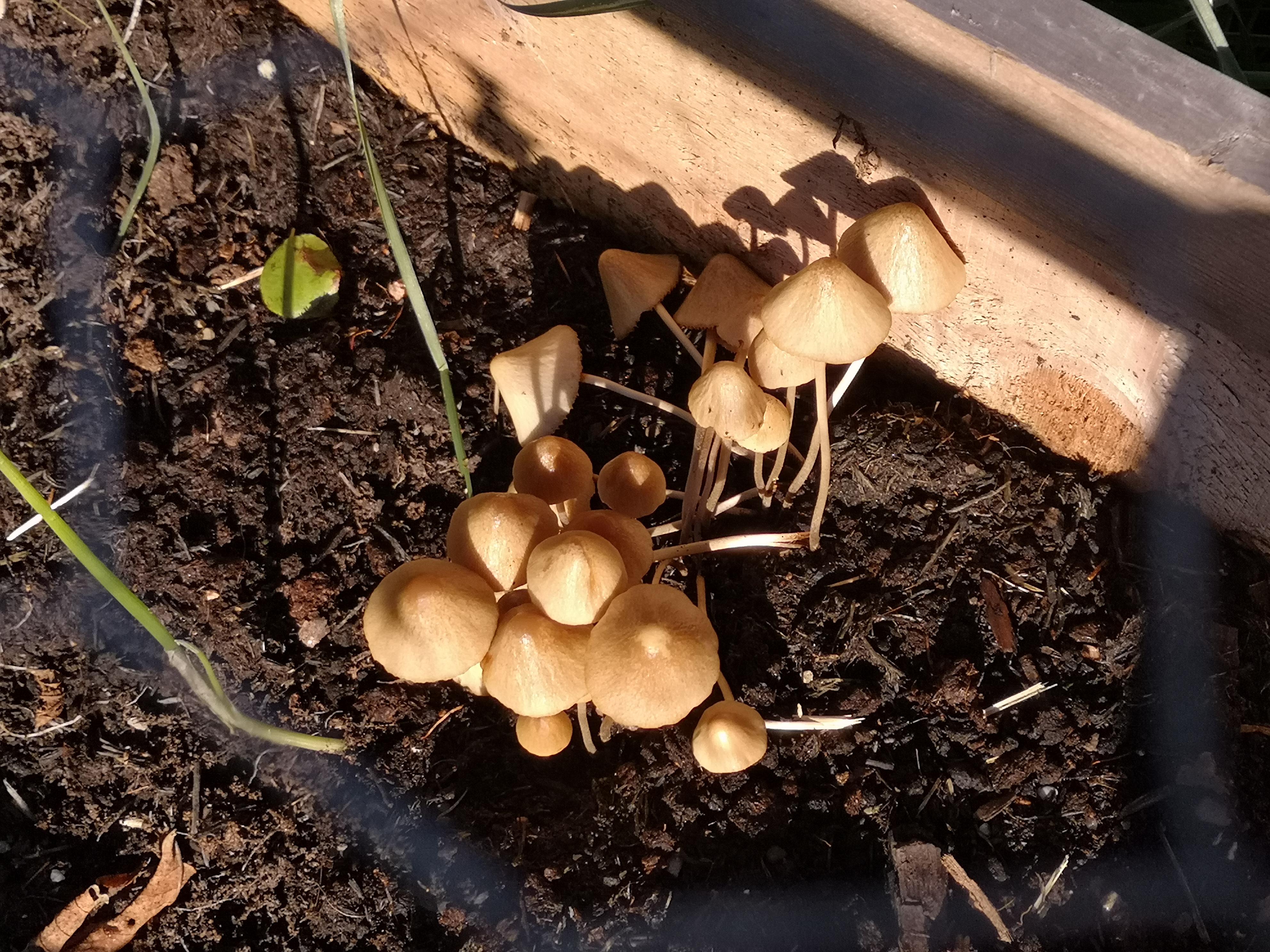 Can anyone help me identify these mushrooms growing in our raised bed