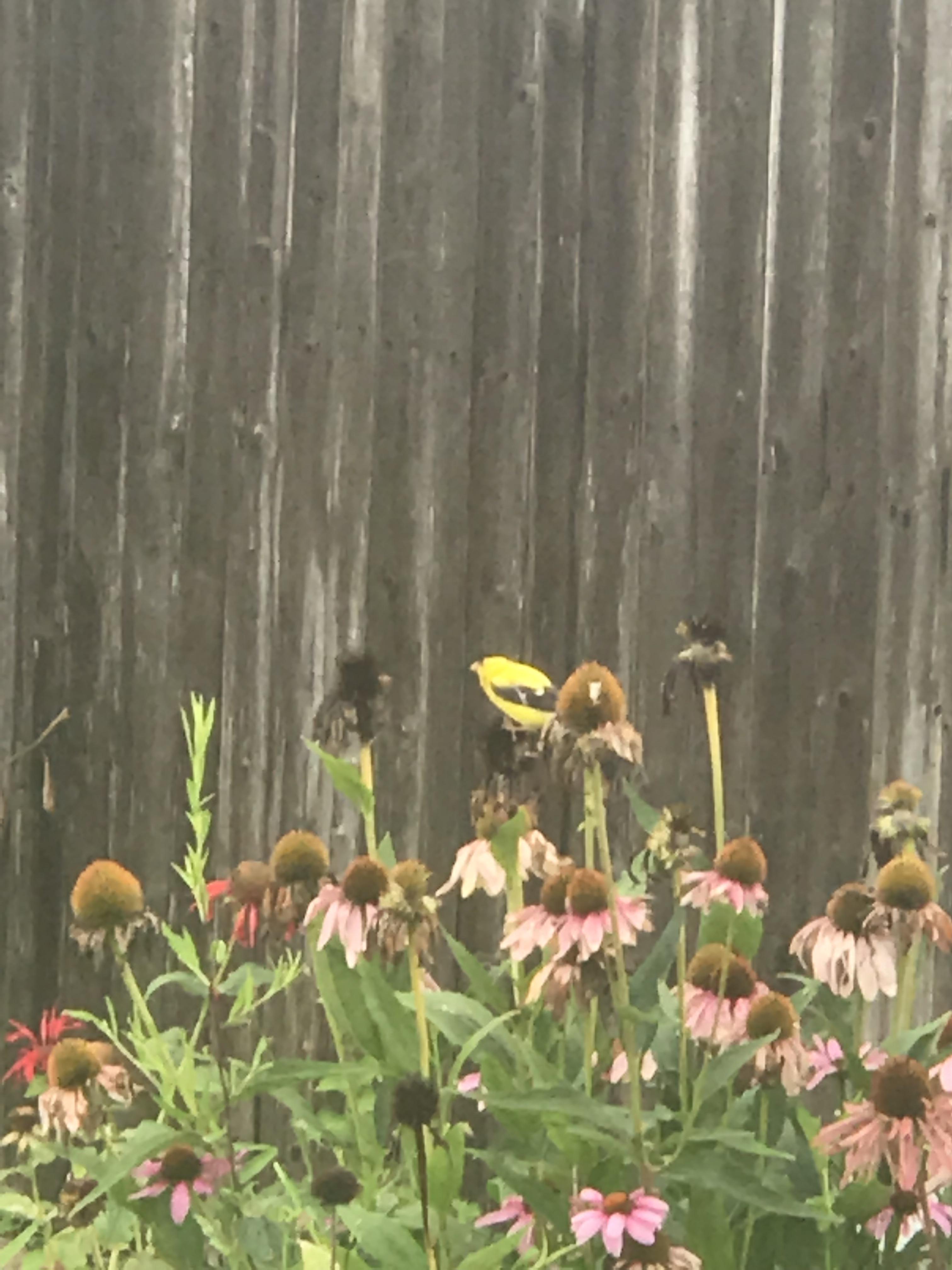Eating coneflower seeds. About the size of a sparrow. r/whatsthisbird