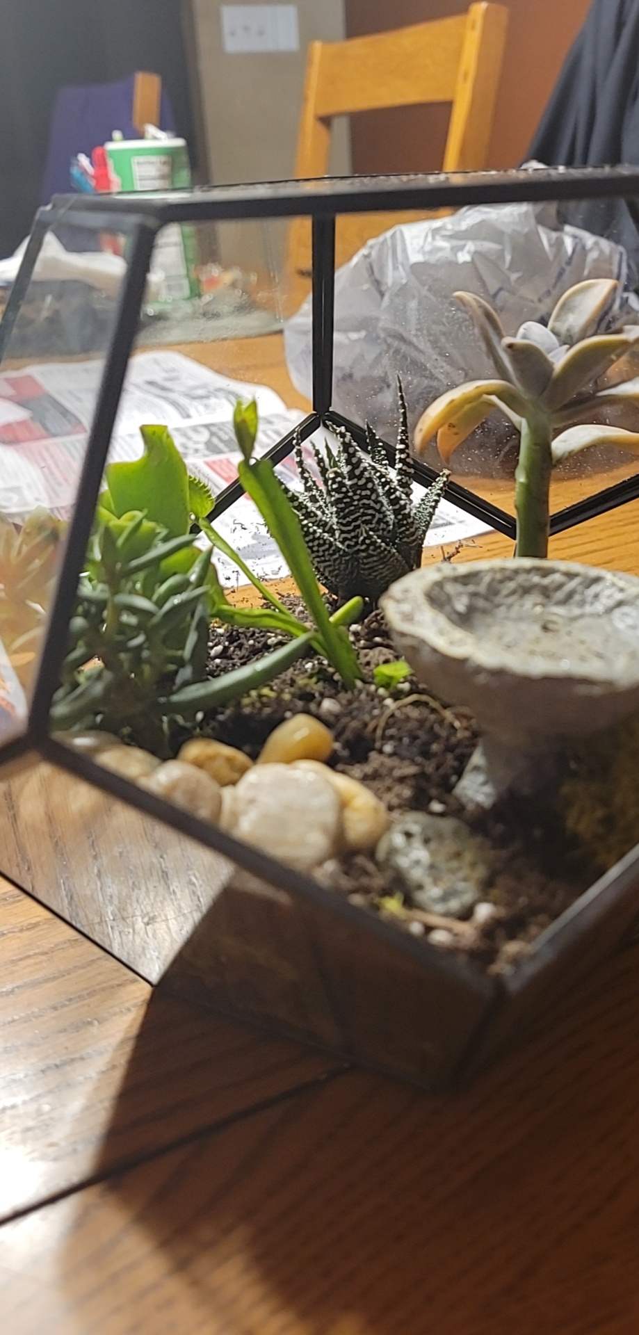 Went to Hobby Lobby eith no idea what a terrarium was, now a proud