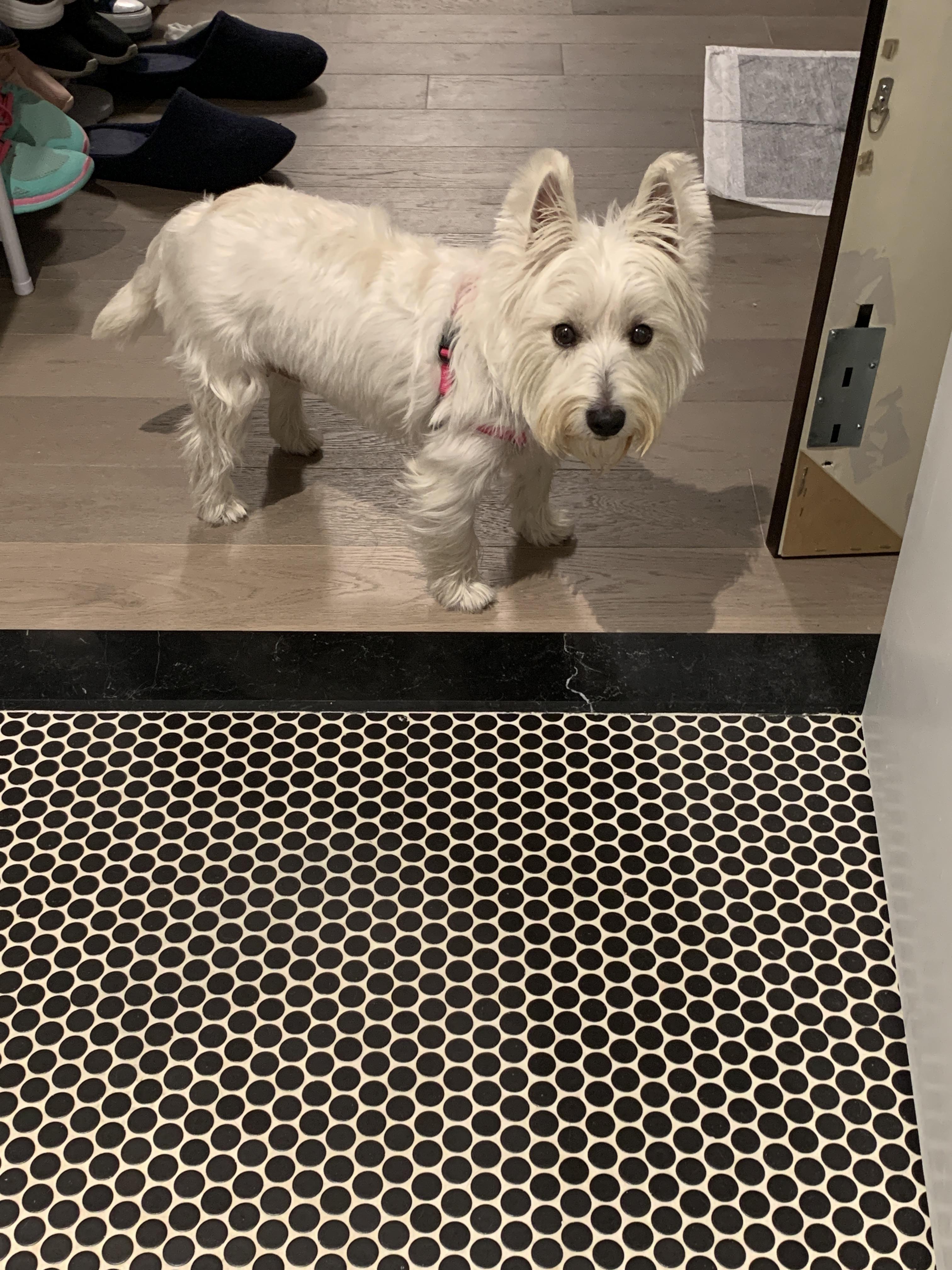 Does my westie look like double coat? She's almost 3 but I think she