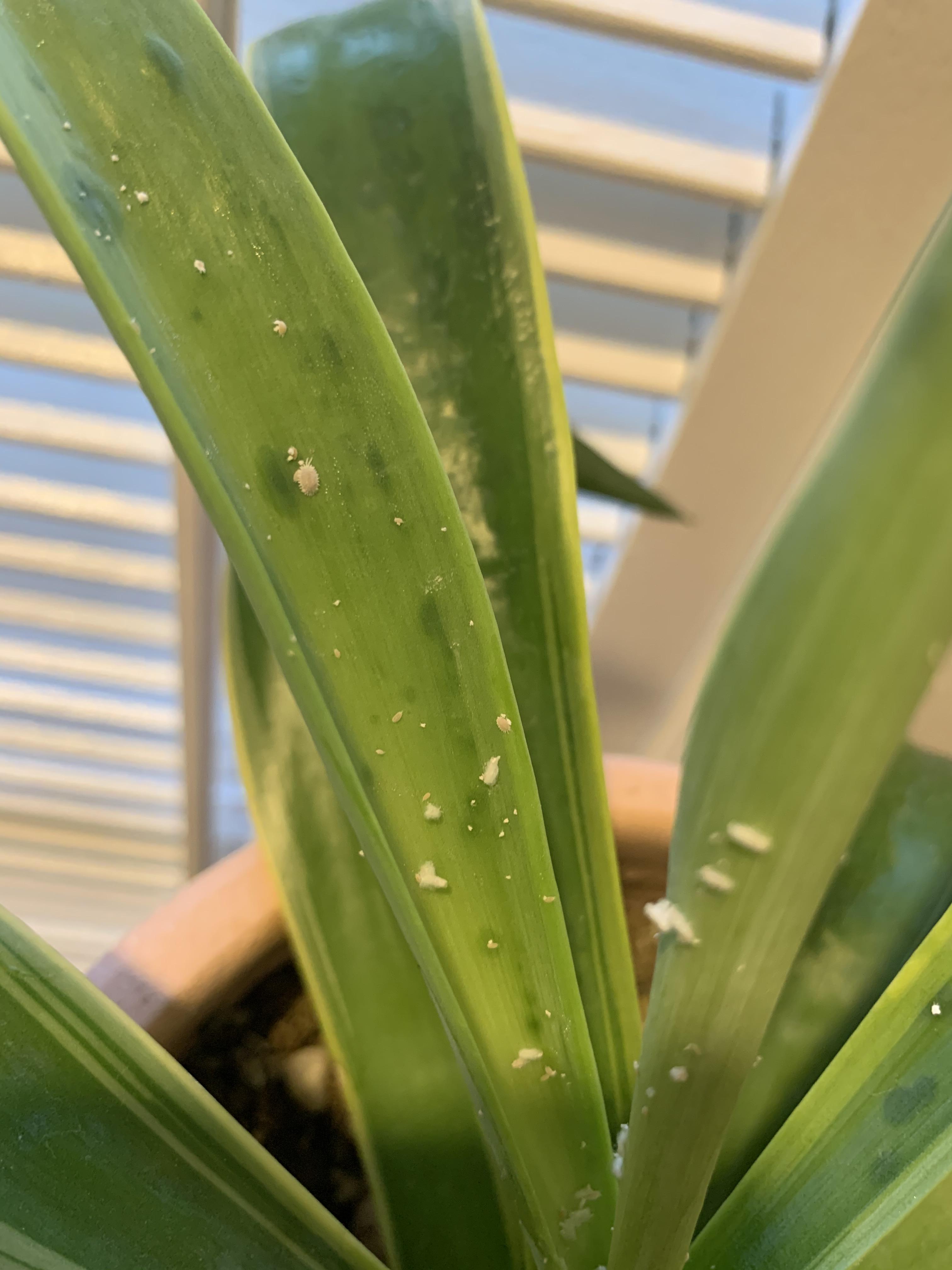 What are these small white things on my plants? r/plants