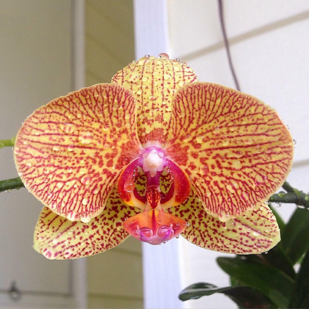 r/orchids