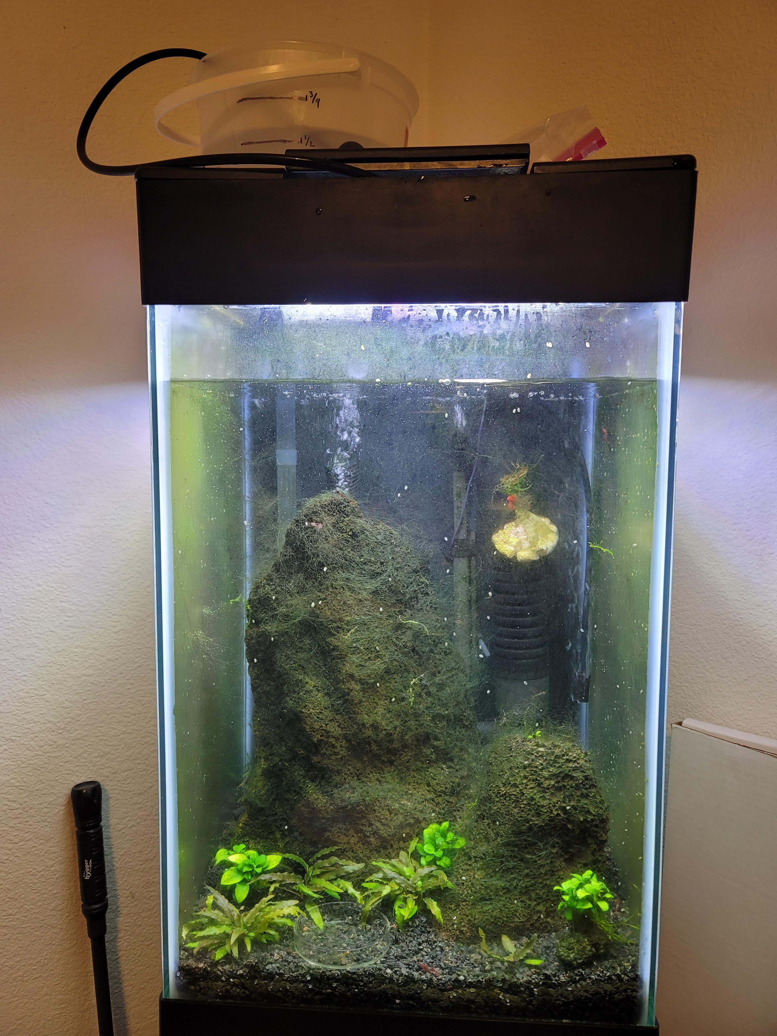 Tank maintenance day. Slowly dripping in a 10 water change of Salty