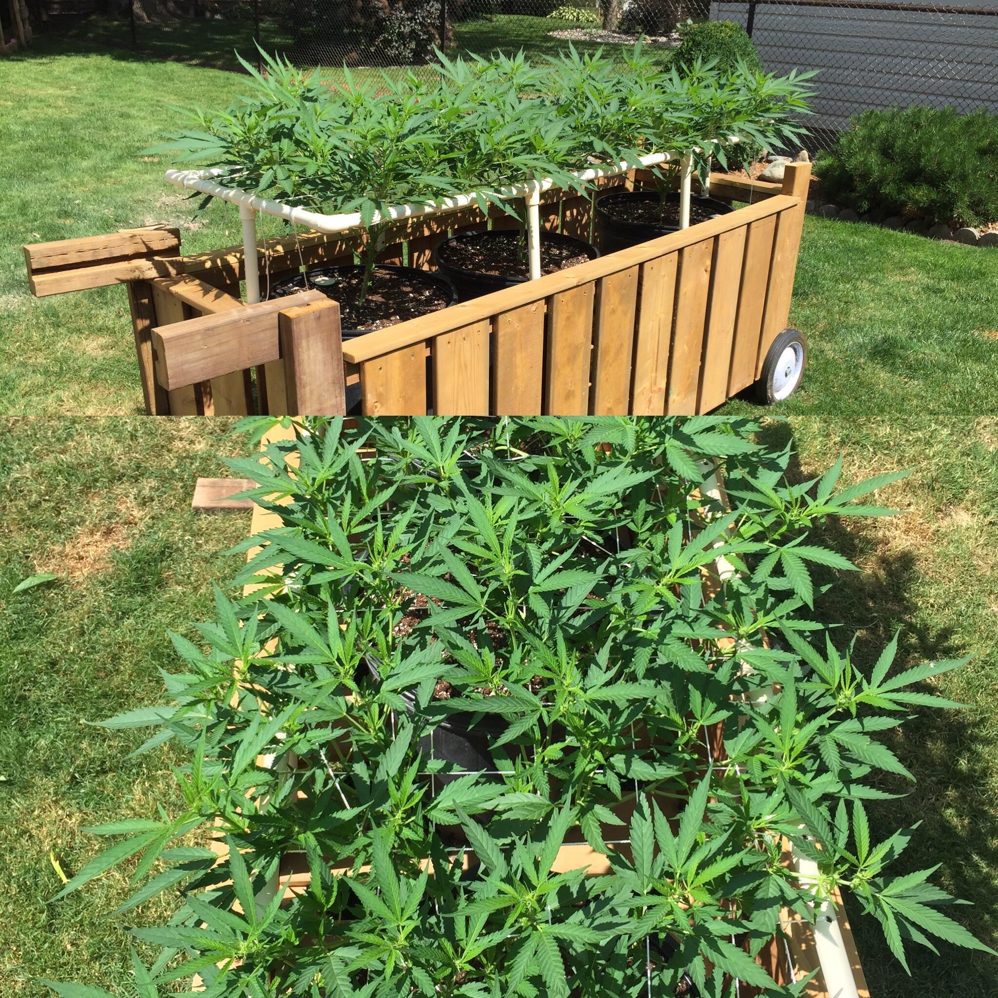 Outdoor scrog update . Just started to flower , any suggestions for