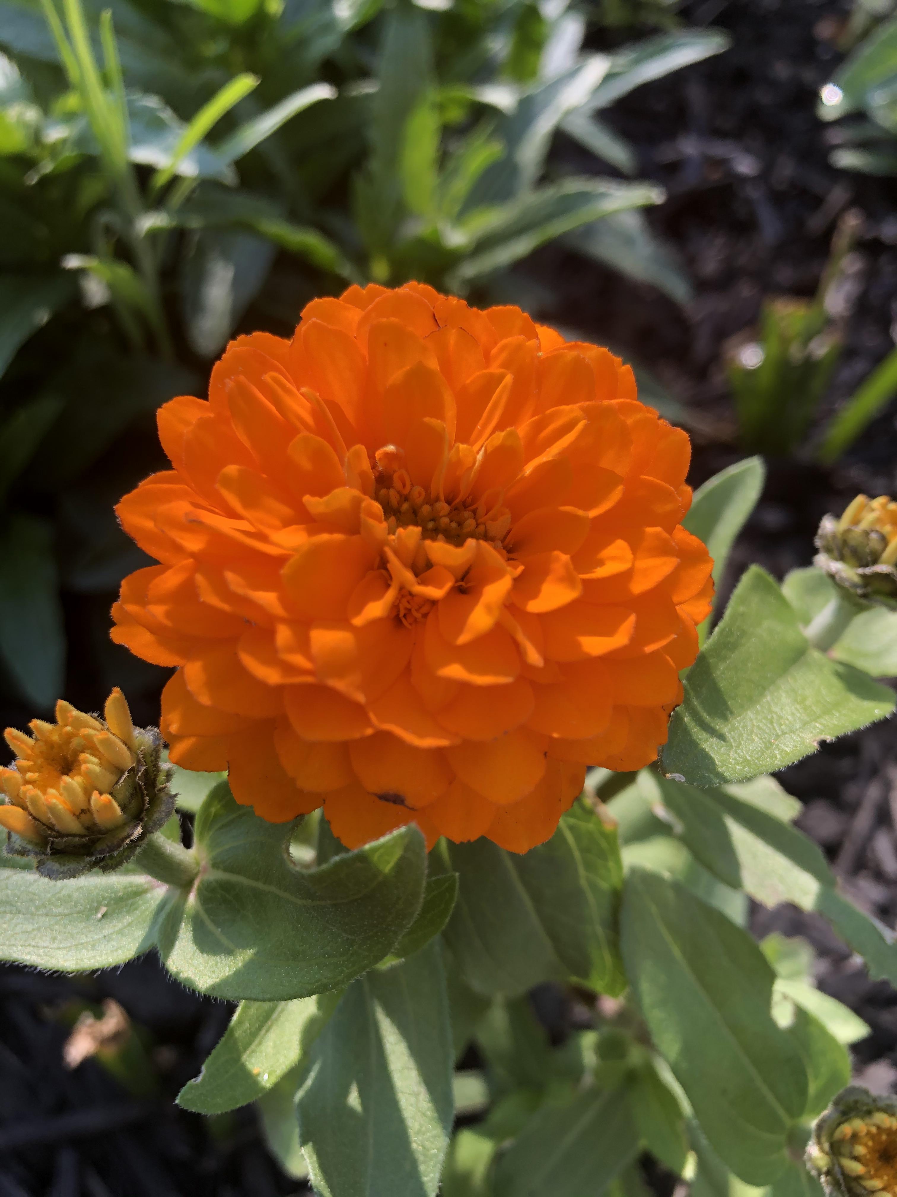 How To Say Zinnias at Kevin Armstrong blog