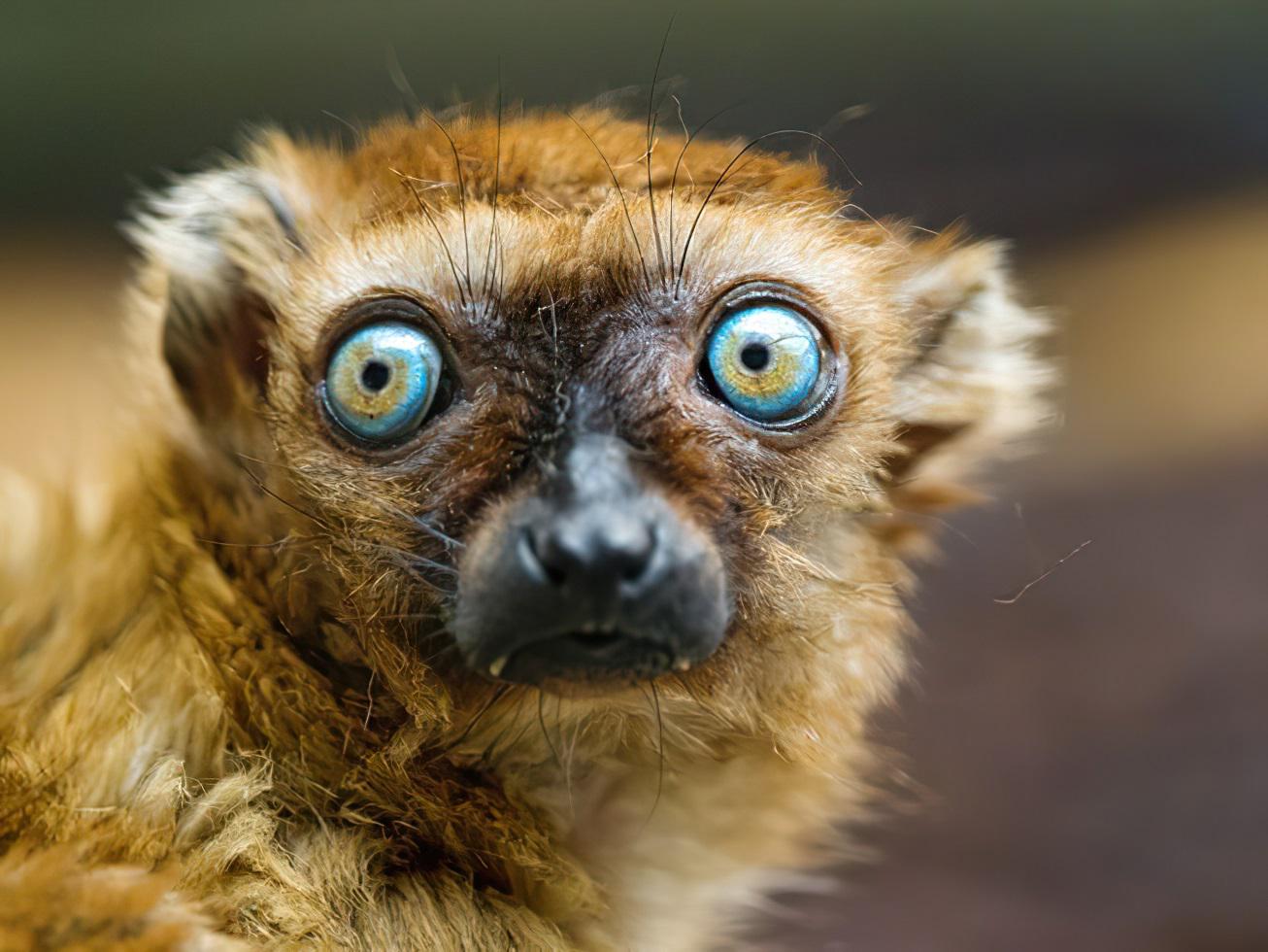 Lemurs Are the Only Non-Human Primates with Blue Eyes. Scientists have documented more than 600