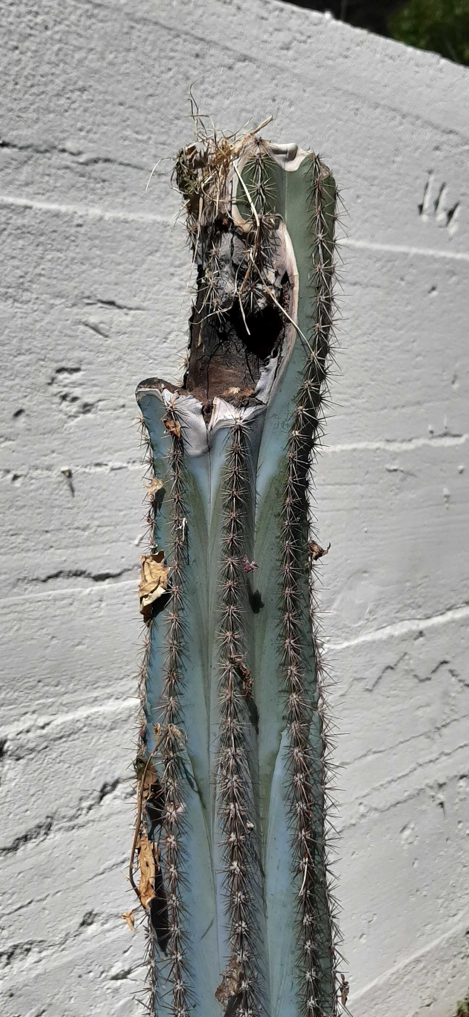 Hello, I rescued this lovely 4ft tall potted (5g) blue torch cactus