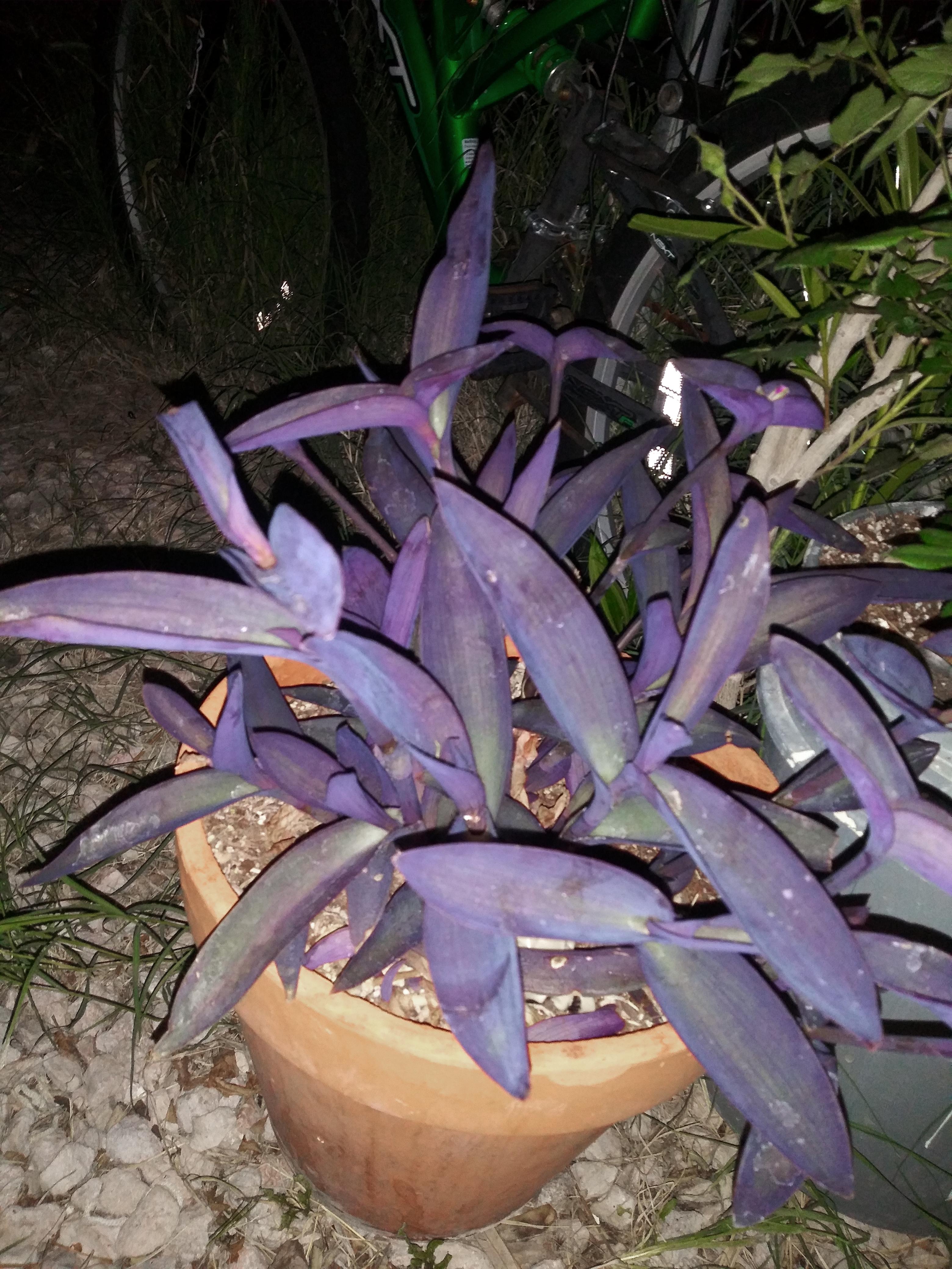 What plant is this? r/whatsthisplant