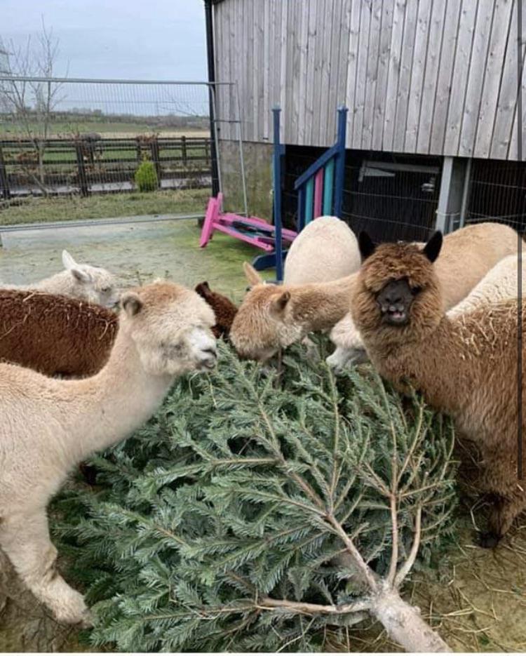 My local farm is asking for donations of surplus Christmas trees for