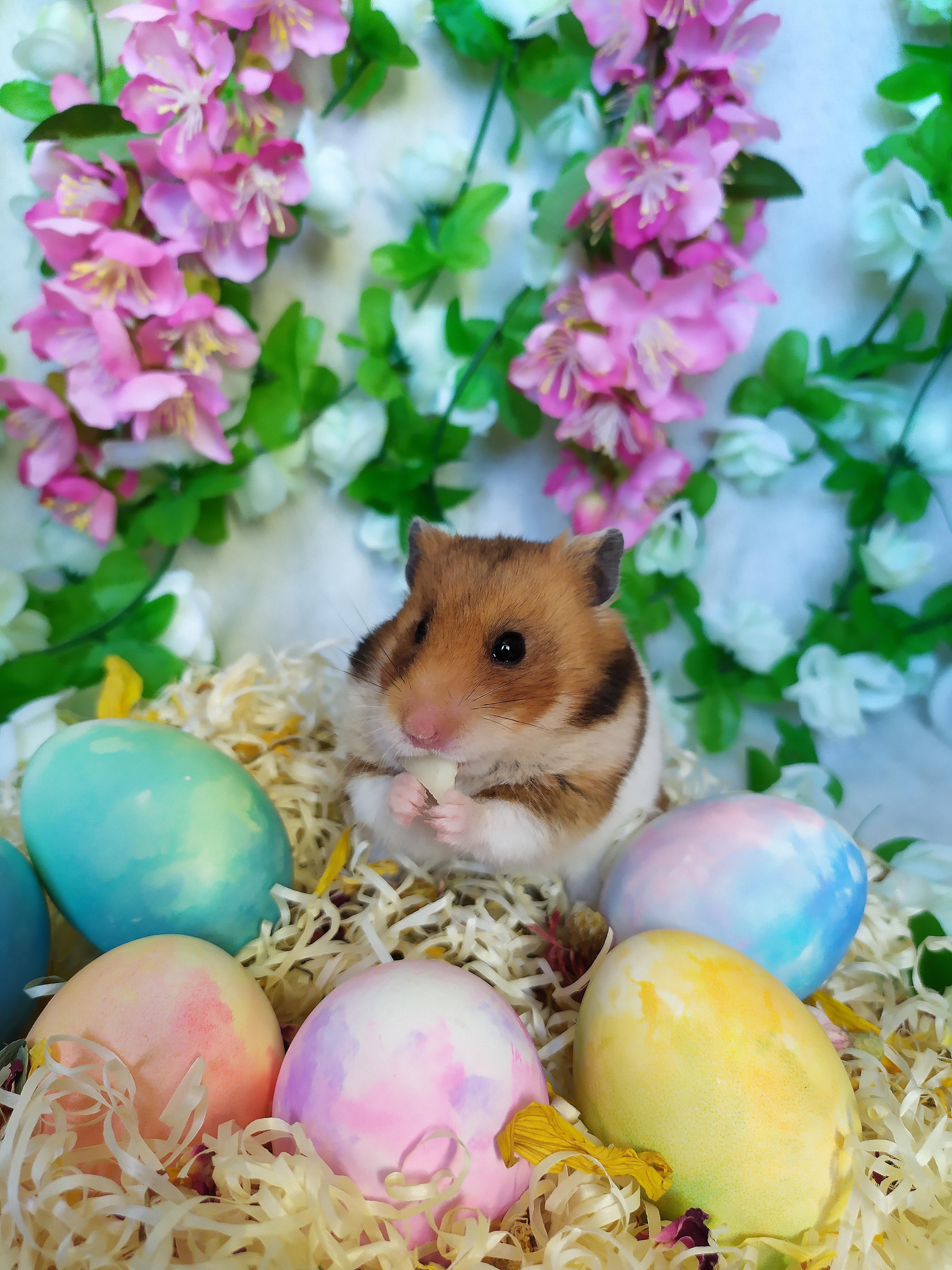 Happy easter! r/hamsters