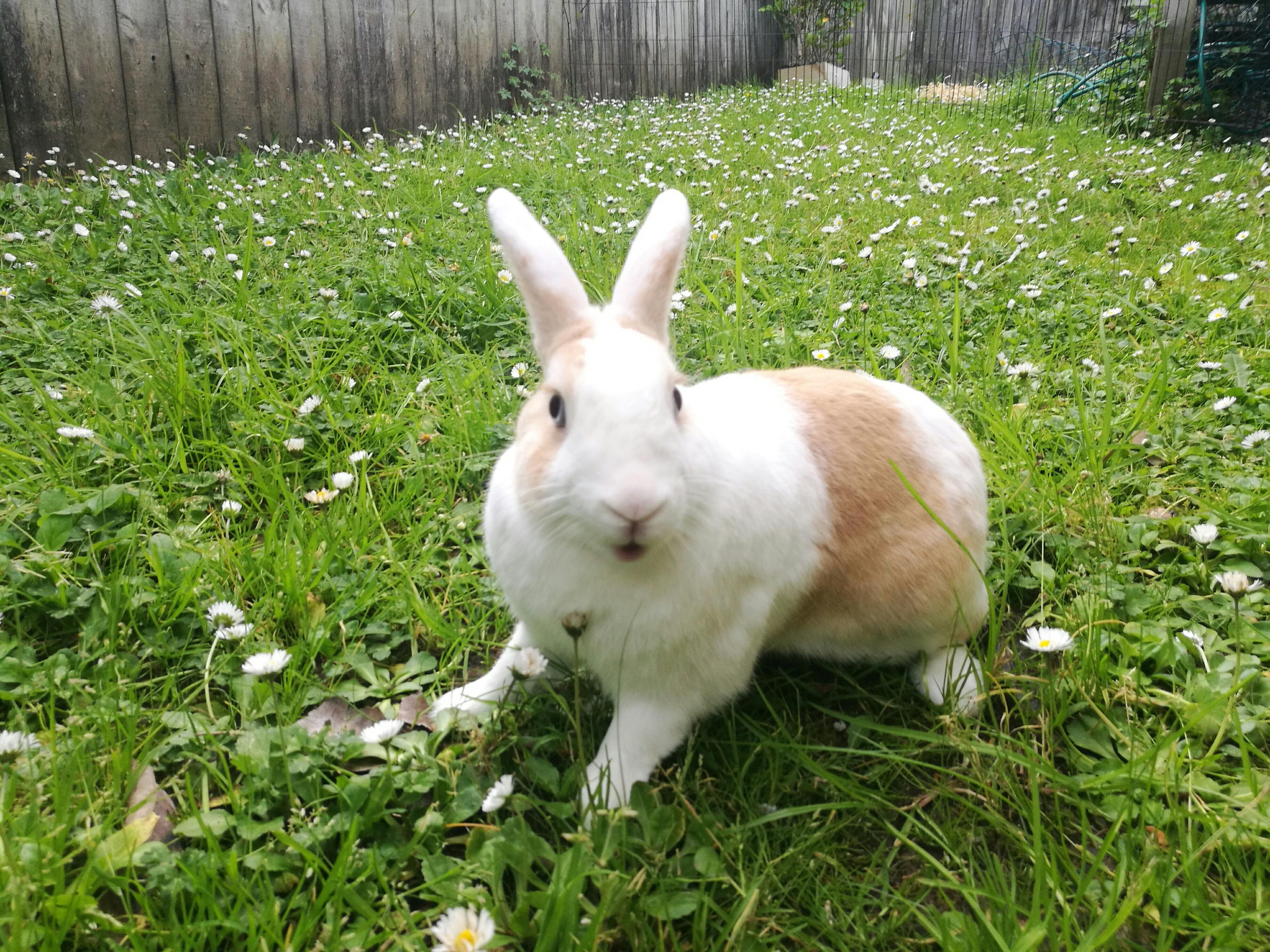 My Rabbit Leo, excited to be outside r/Rabbits