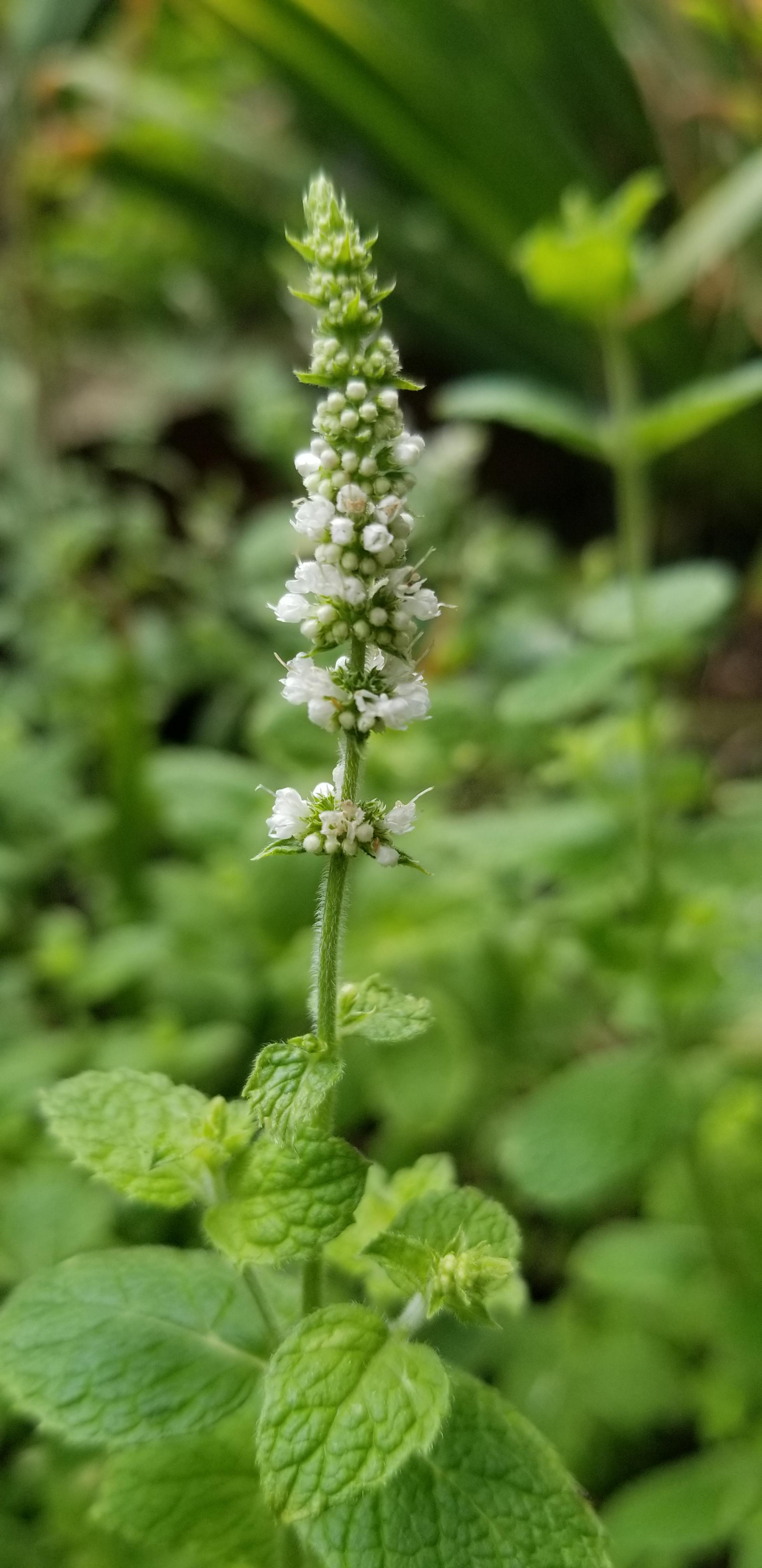 Pineapple mint in bloom. r/gardening