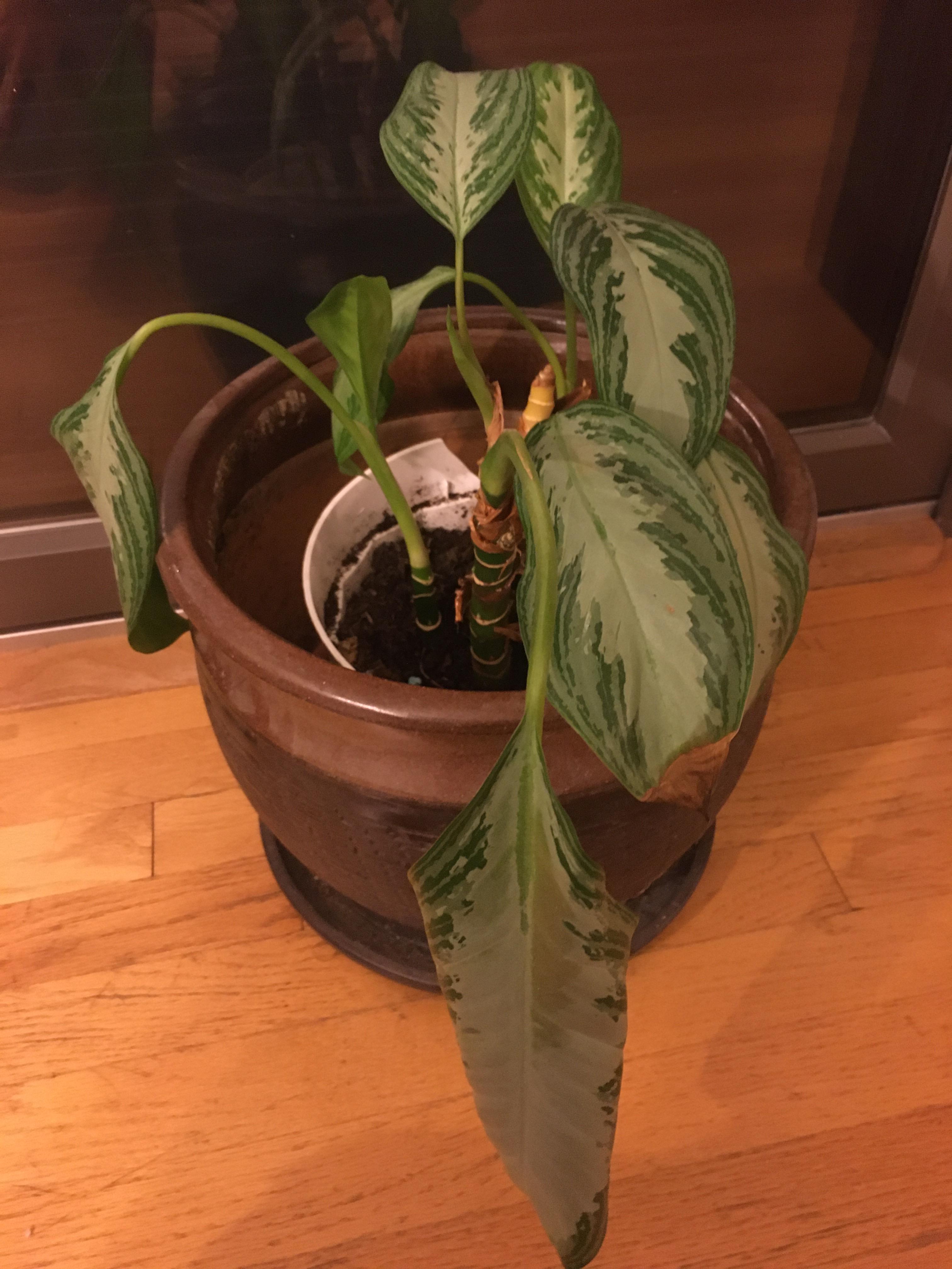 i have no idea what kind of plant this is or how to take care of it
