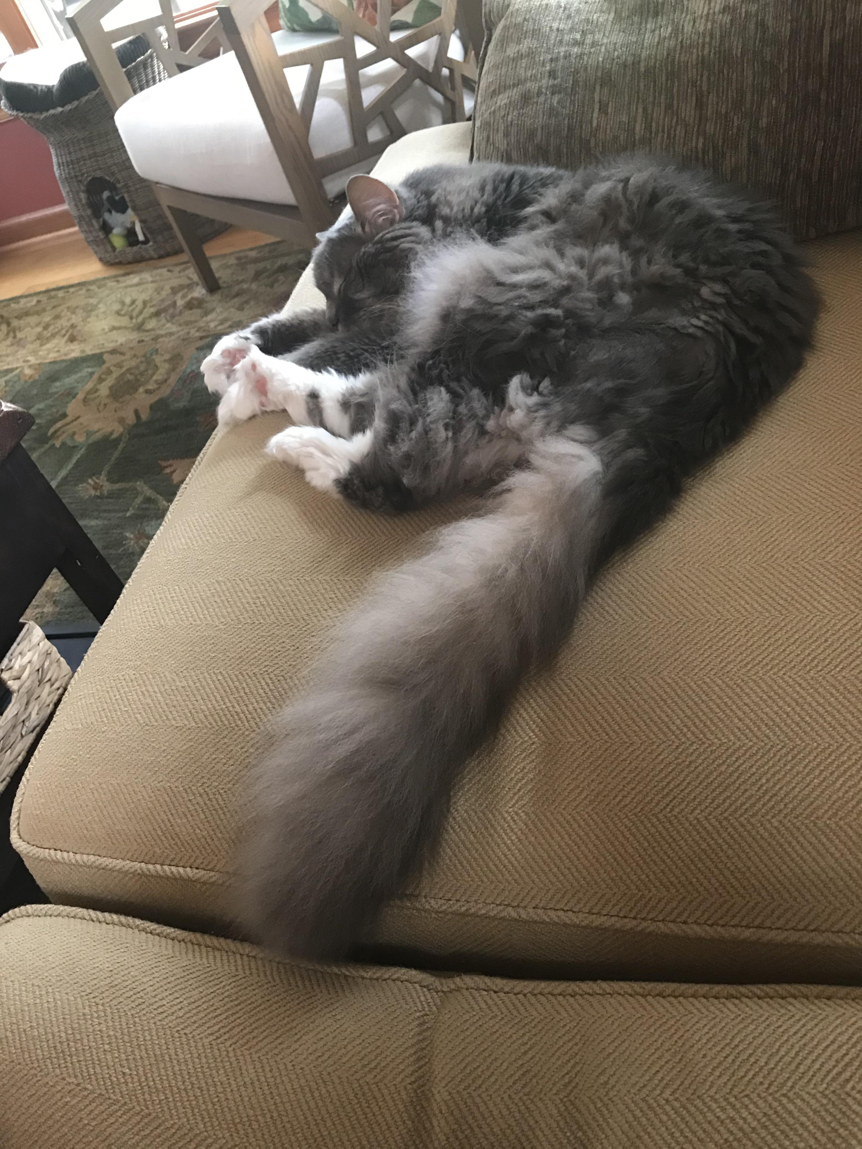 Old man floof. r/bottlebrush